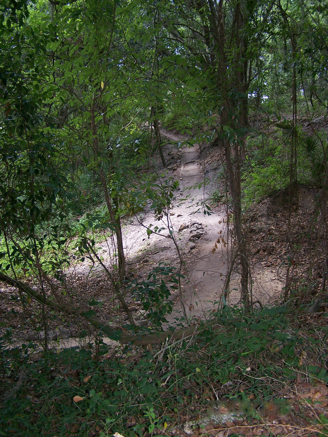 A dirt singletrack trail dipping through a wooded ravine at Alafia River State Park
