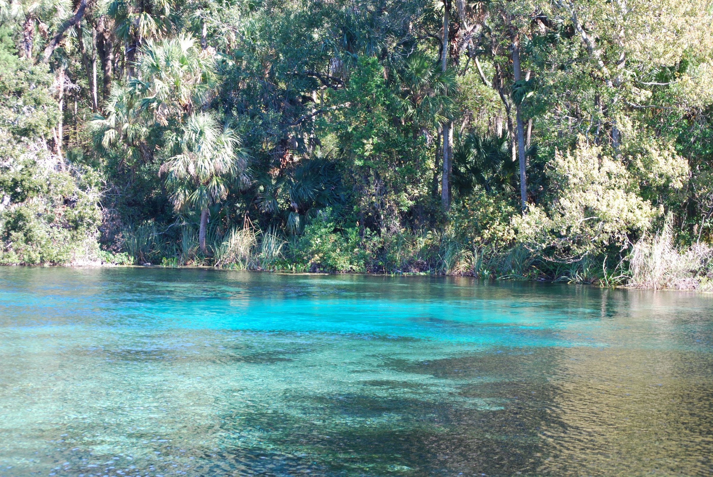 Clear water boiling up from the main vent at Alexander Springs