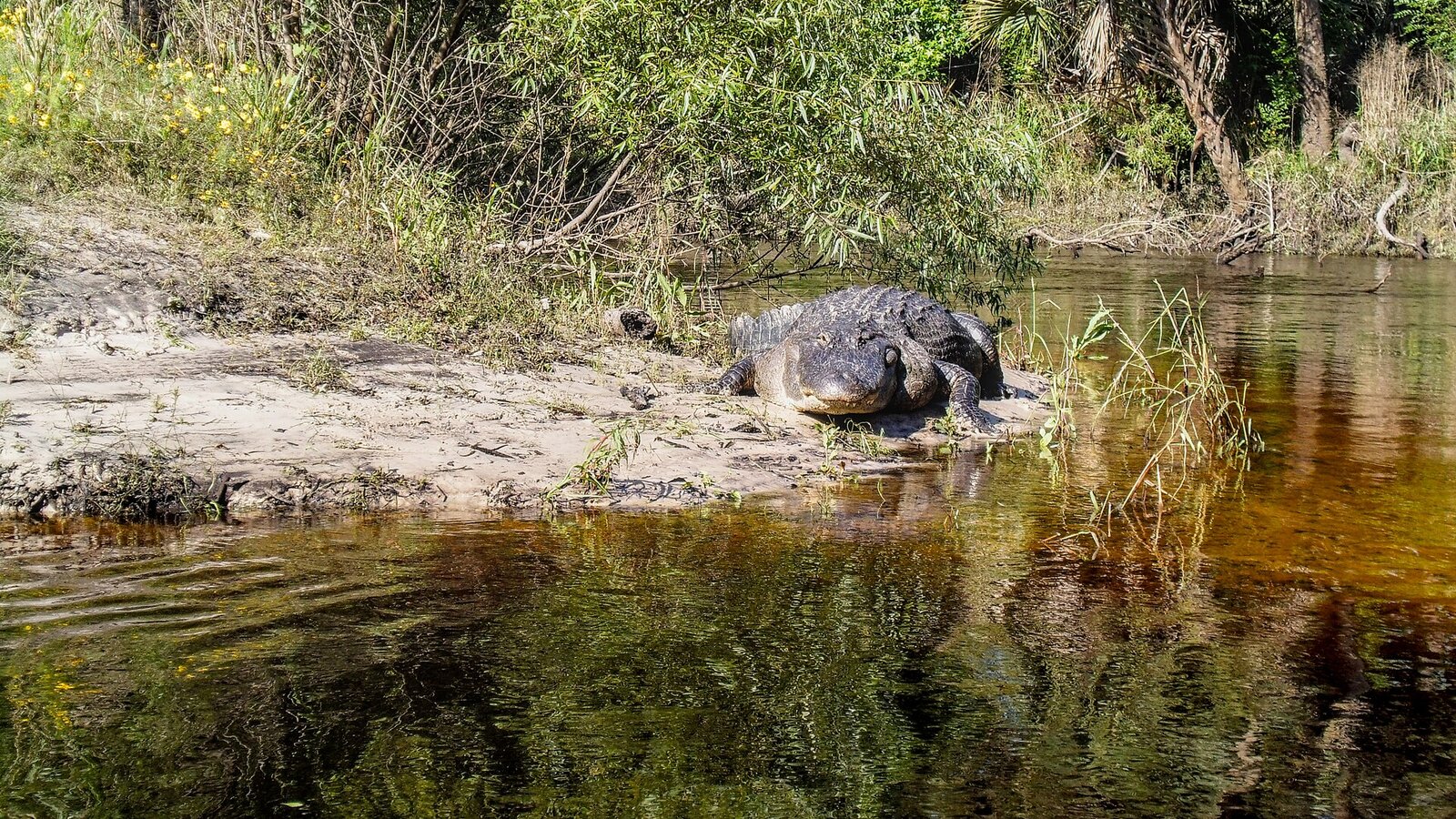 American alligator sunning on a riverbank with mouth slightly open