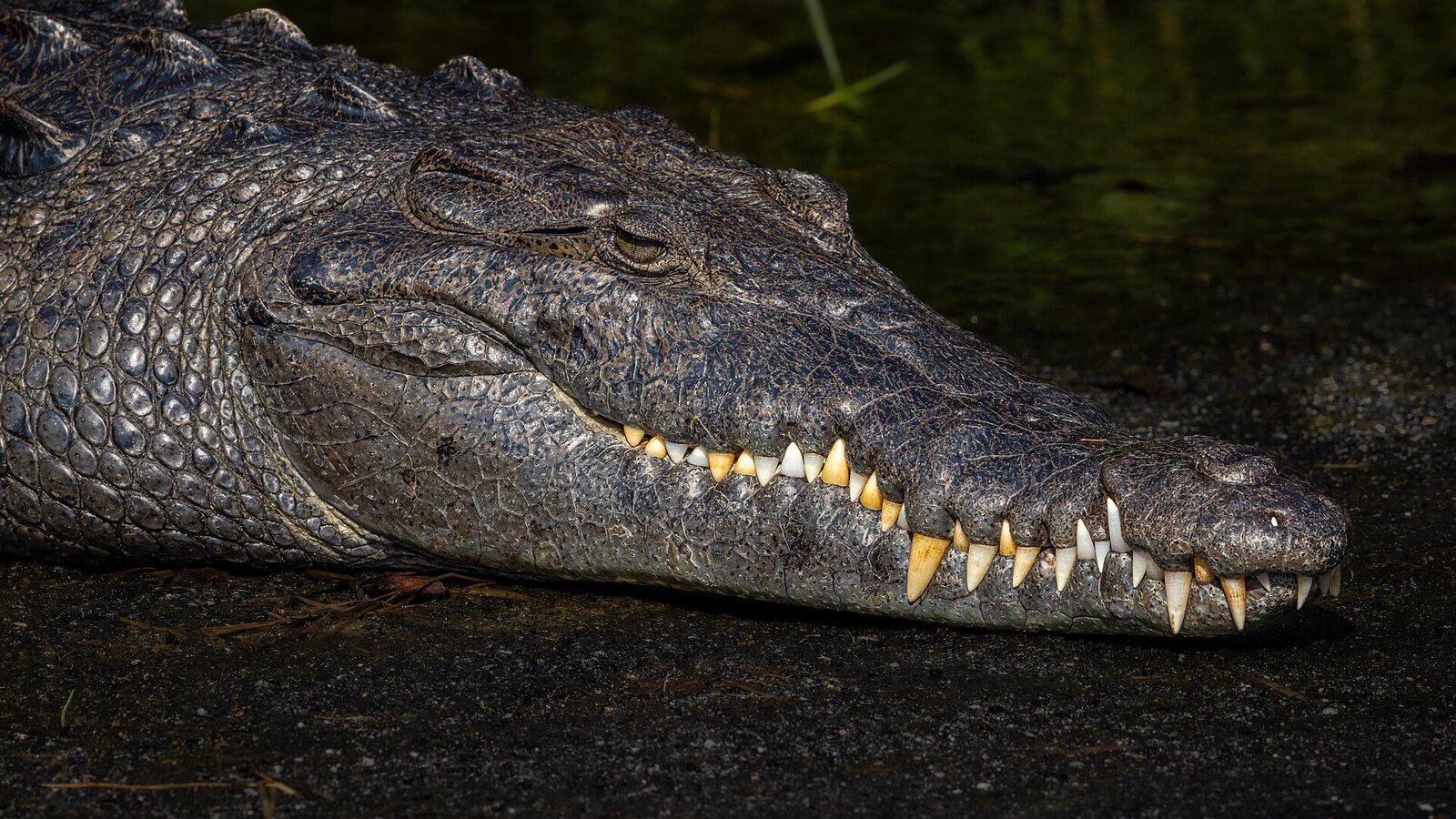 American crocodile basking on a Florida Bay mangrove shore at low tide
