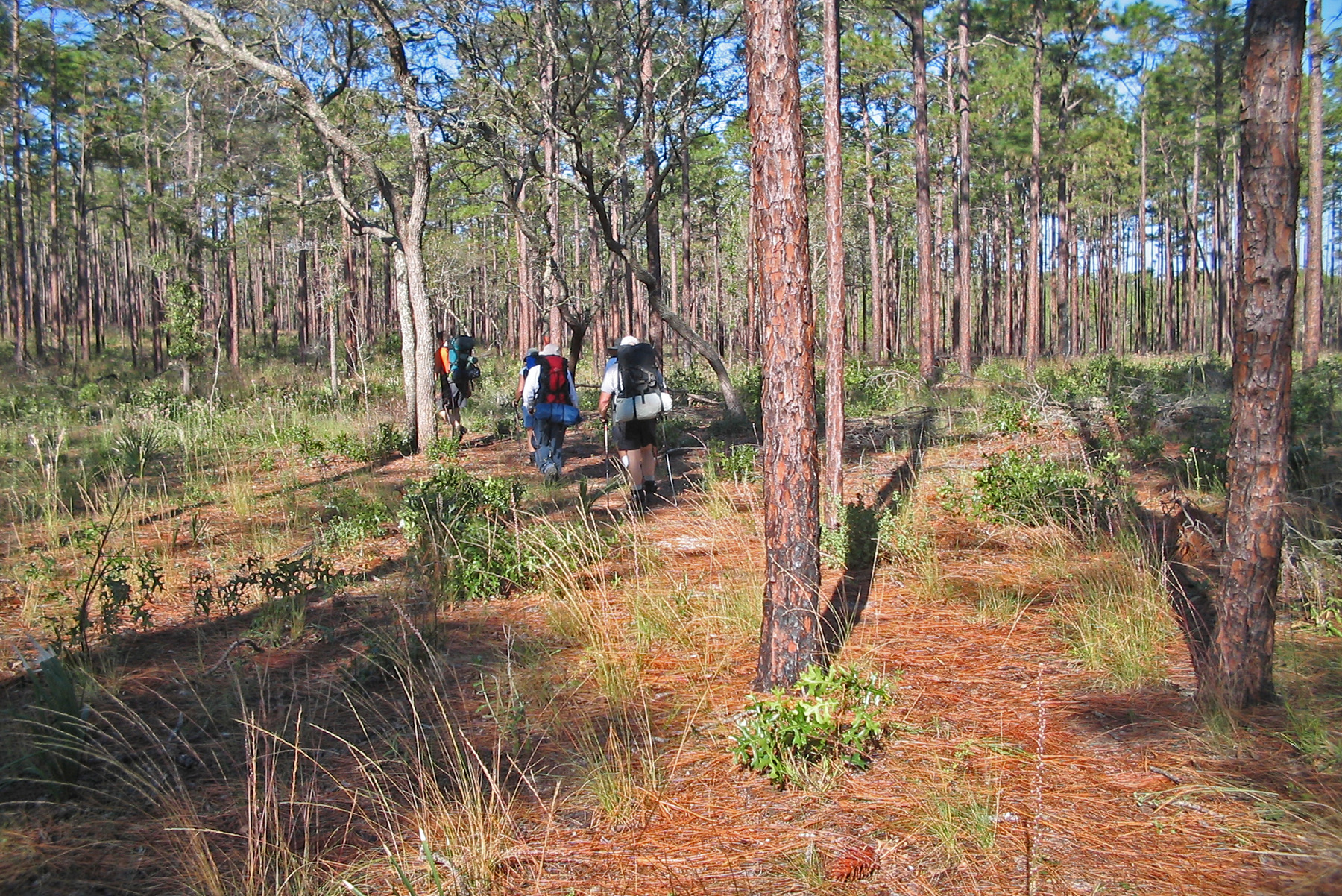 Excursionistas caminando por el Florida National Scenic Trail entre pinares y arenales