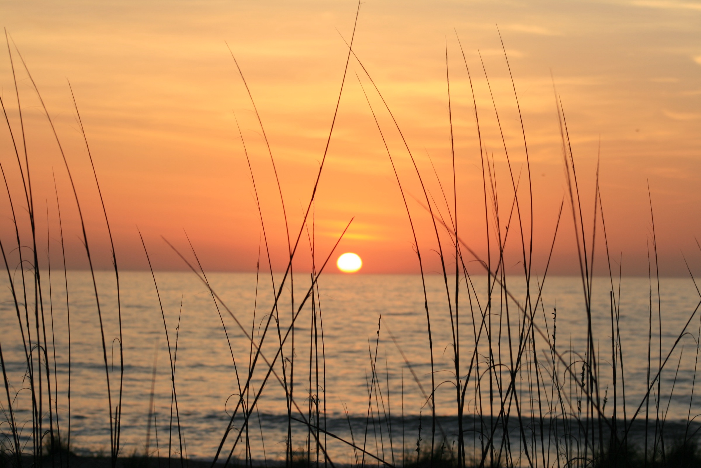 Amanecer dorado sobre el Océano Atlántico en la playa de Amelia Island, enmarcado por siluetas de avena marina y hierbas dunares en la orilla