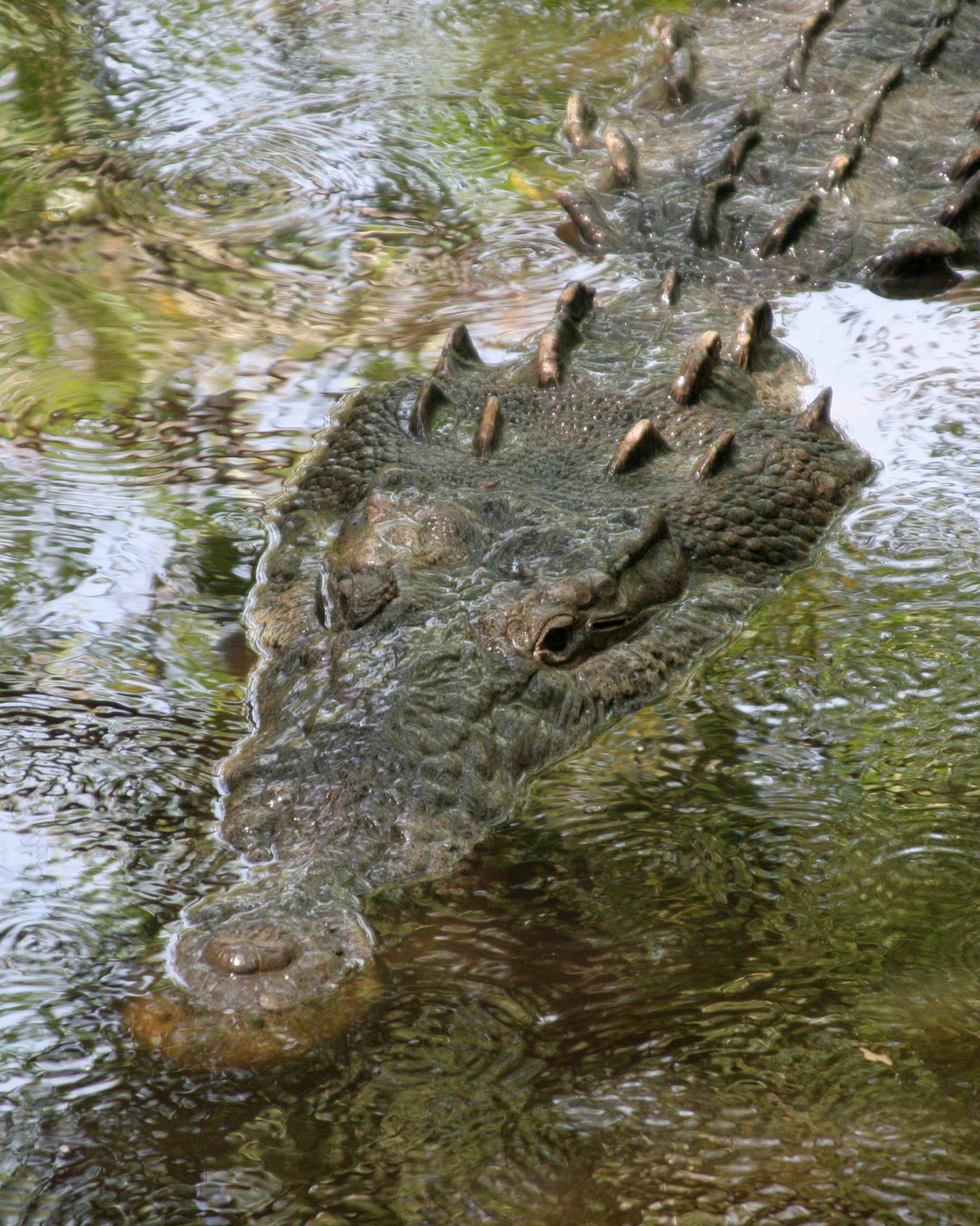 American crocodile resting on a Pacific coast beach at La Manzanilla, Jalisco, Mexico