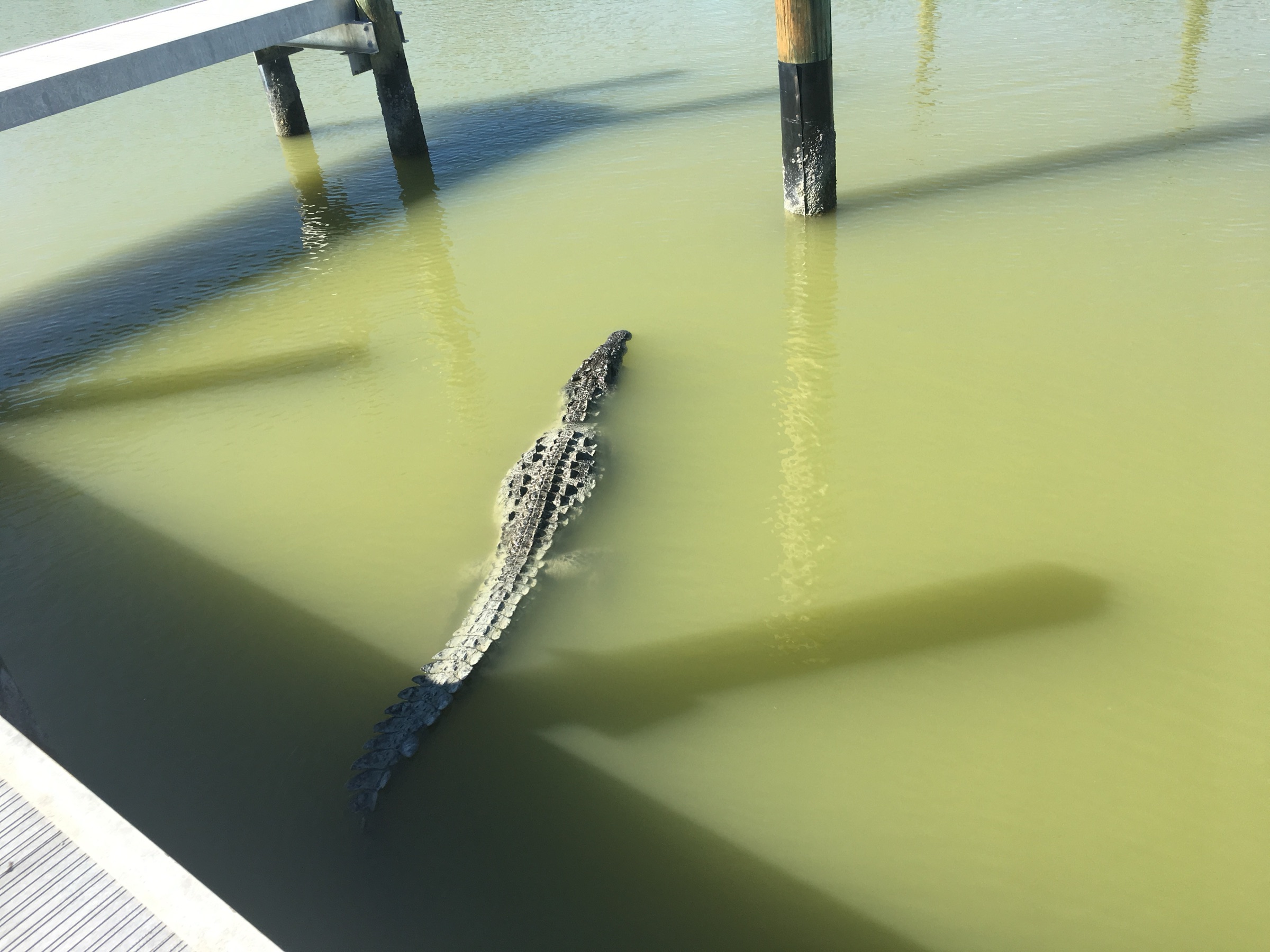 An American crocodile basking at Flamingo Marina in Everglades National Park