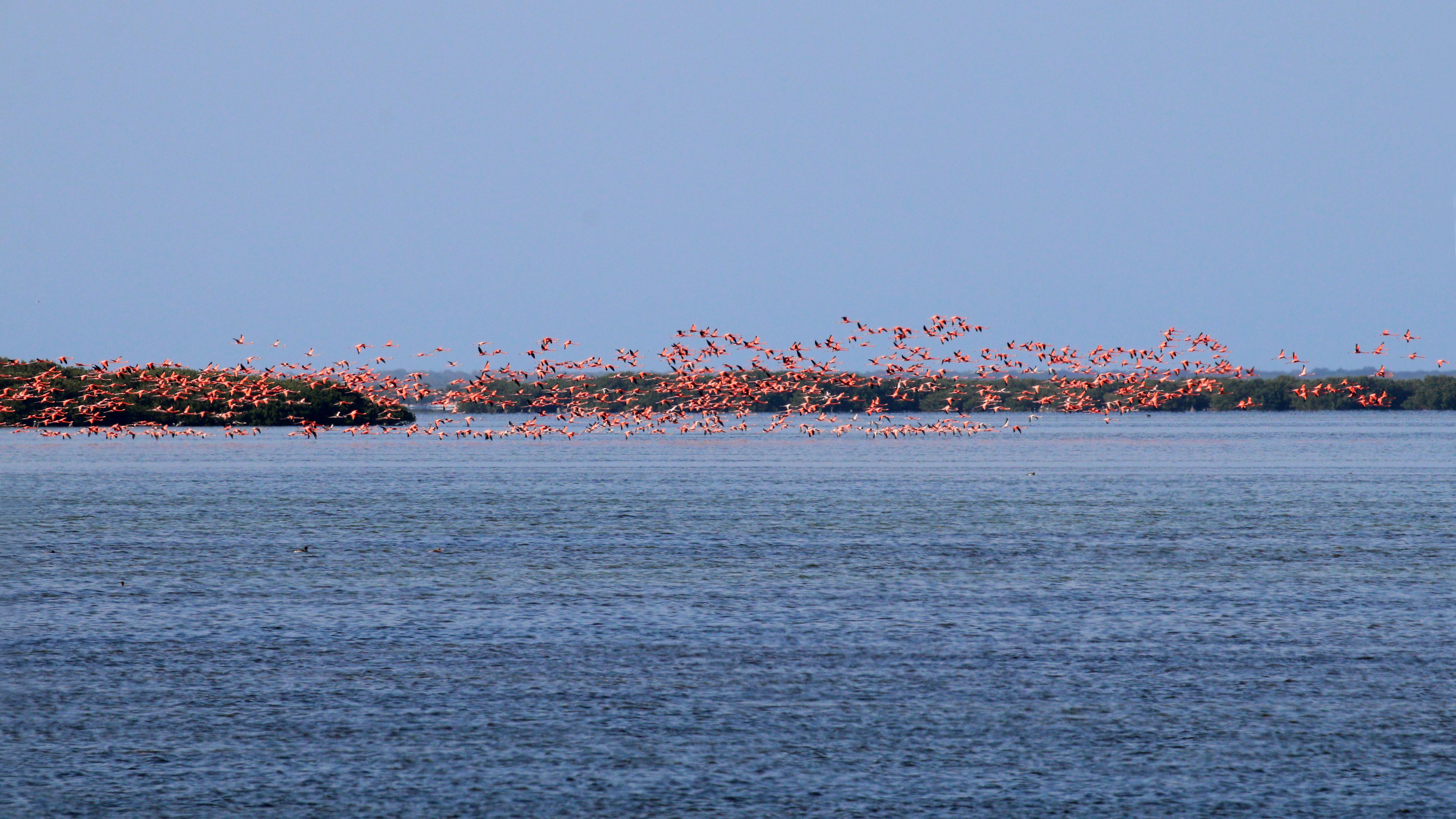 American flamingos Phoenicopterus ruber in their natural habitat in Cuba showing vivid pink plumage