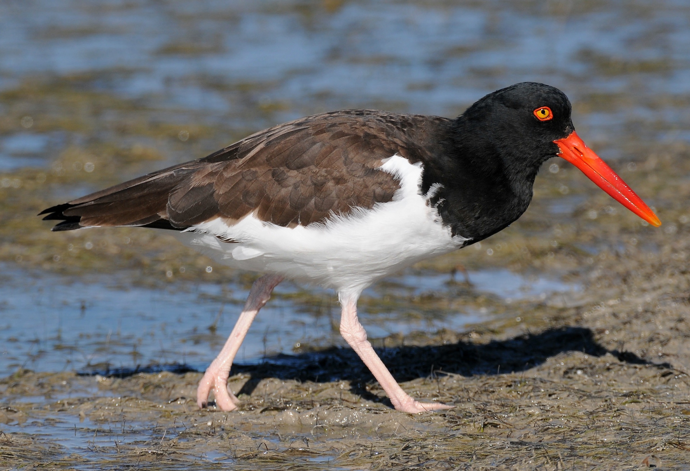 American Oystercatcher standing on a rocky shoreline at Honeymoon Island State Park, Florida