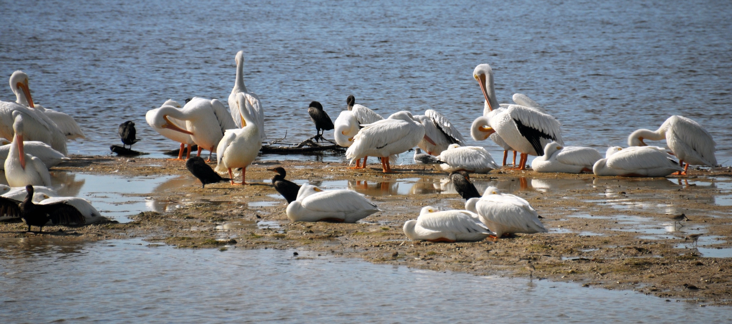 Flock of American white pelicans resting on shallow water at J.N. Ding Darling National Wildlife Refuge, Sanibel Island, Florida