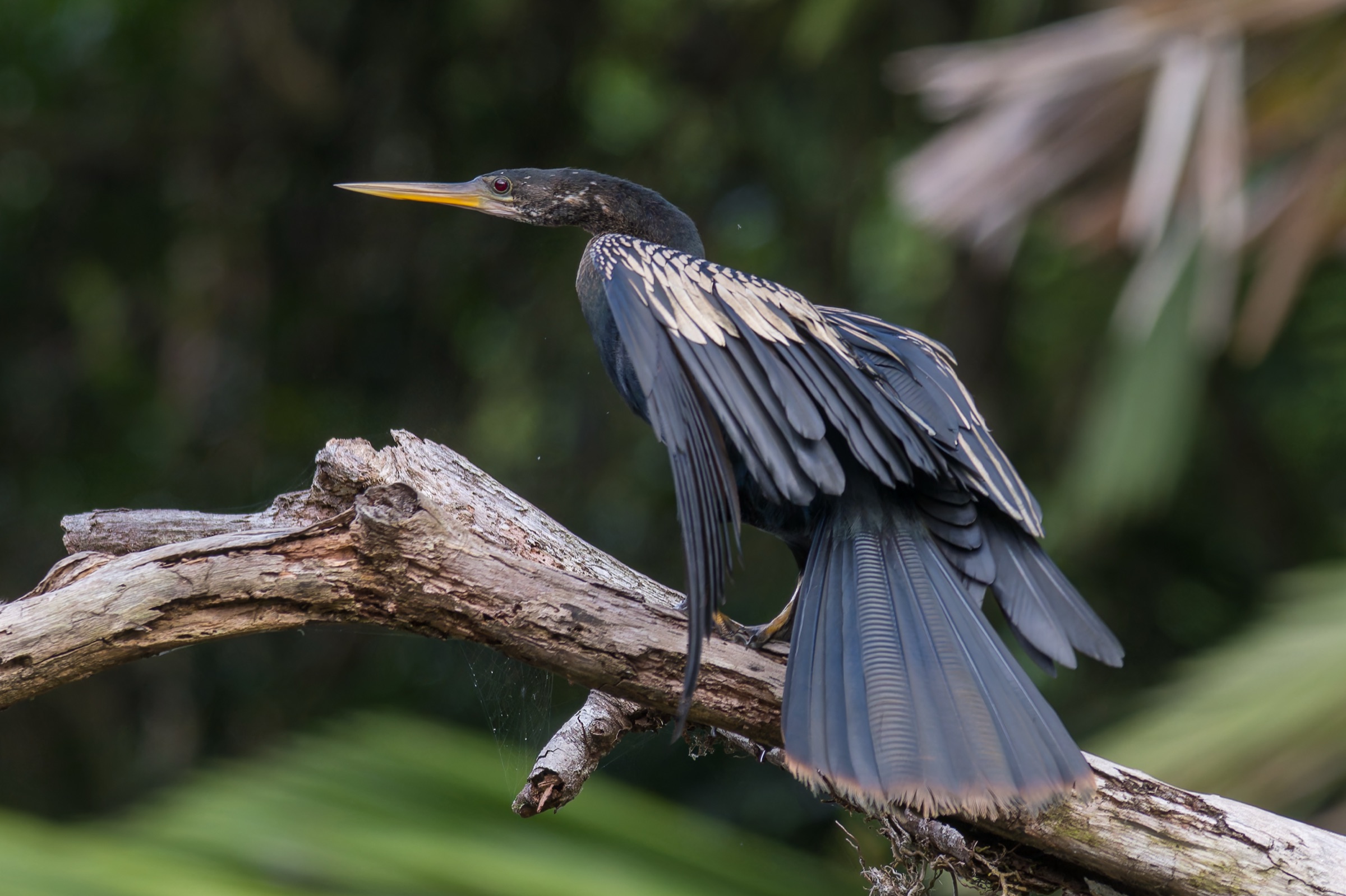 Biguatinga (Anhinga anhinga) pousada perto da água em Tortuguero, Costa Rica