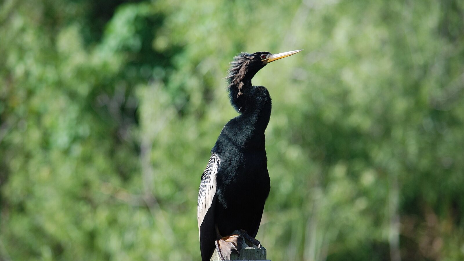 Anhinga sunning with spread wings on a wooden post over Everglades sawgrass marsh