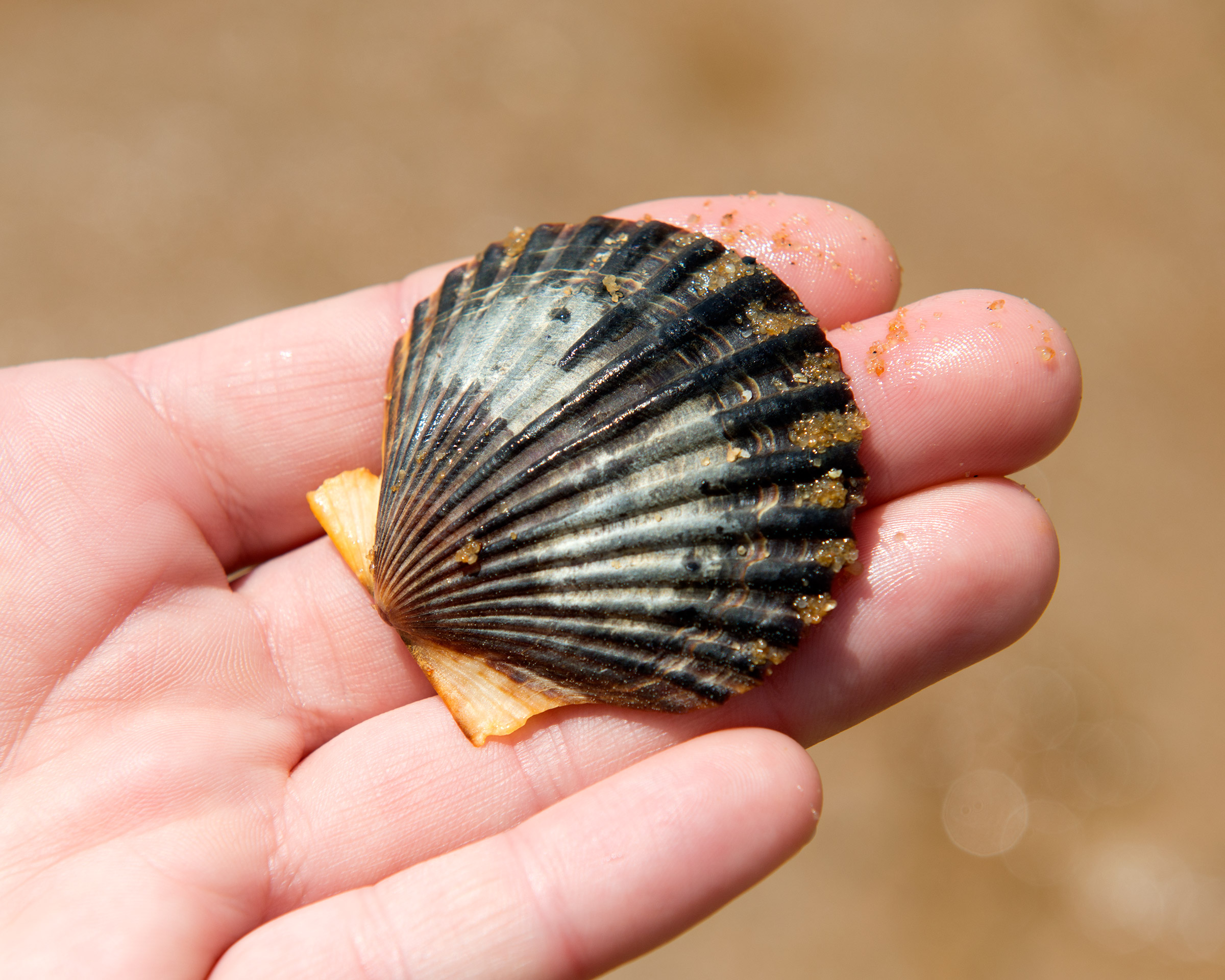 Open Atlantic bay scallop showing the row of bright blue eyes along the mantle of the shell