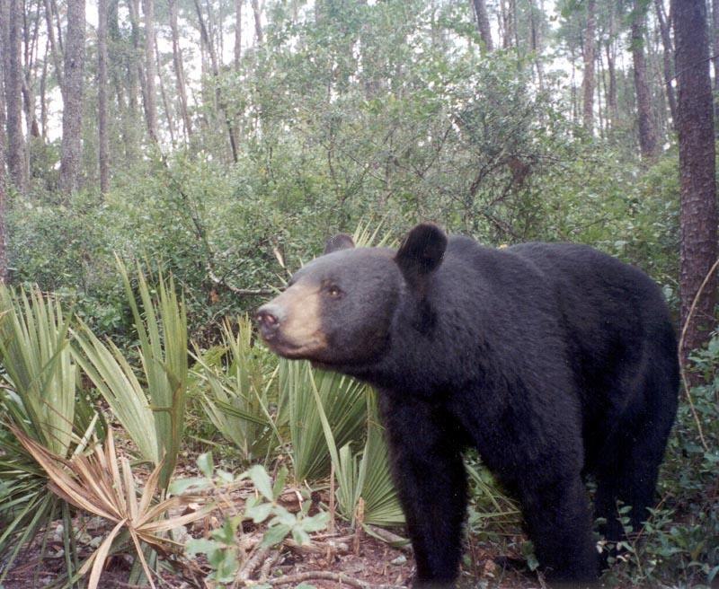 Adult Florida black bear walking through sand pine scrub habitat, triggered by a biologist's remote camera