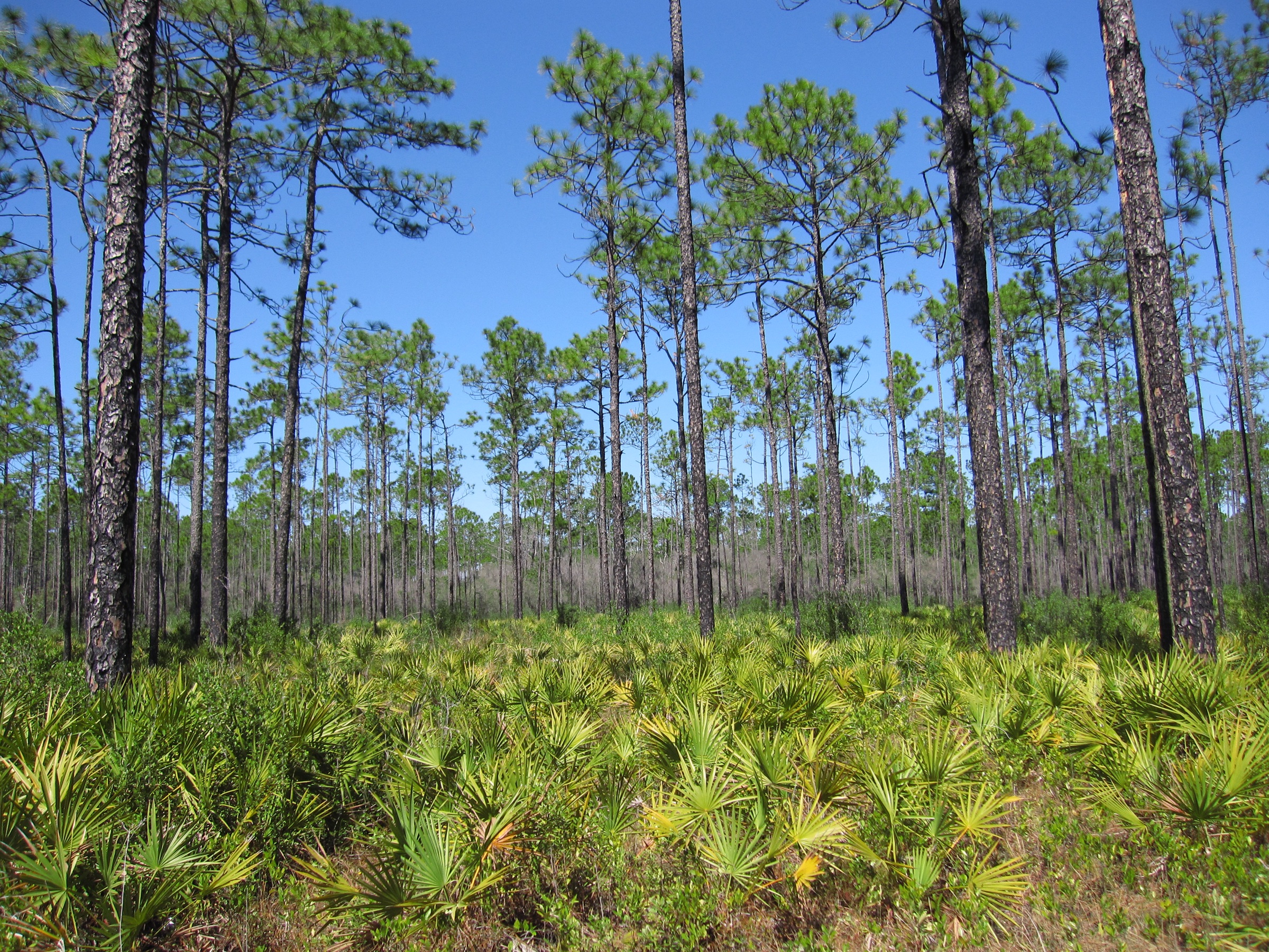 Pine flatwoods stretching into the distance at Apalachicola National Forest, Florida, with tall straight pines rising from an open grassy understory under a blue sky
