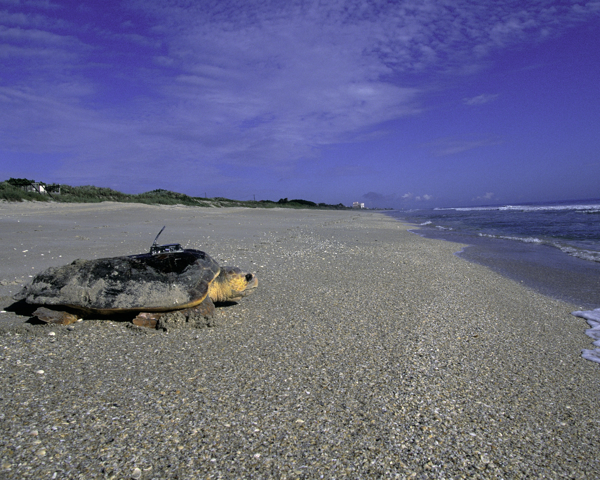 A female loggerhead sea turtle on the Atlantic beach at Archie Carr National Wildlife Refuge