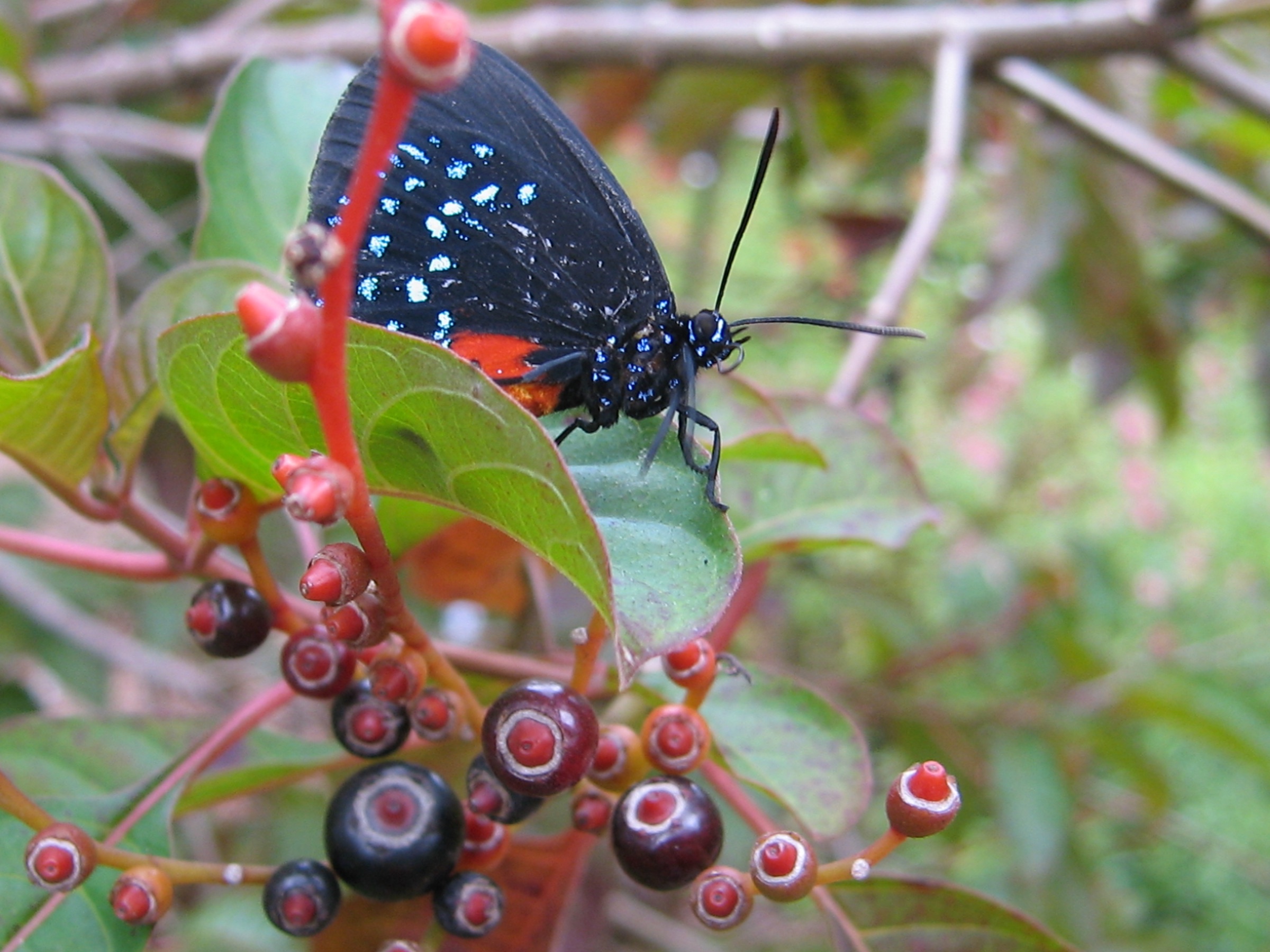An Atala butterfly with black wings, iridescent blue-green spots and an orange abdomen
