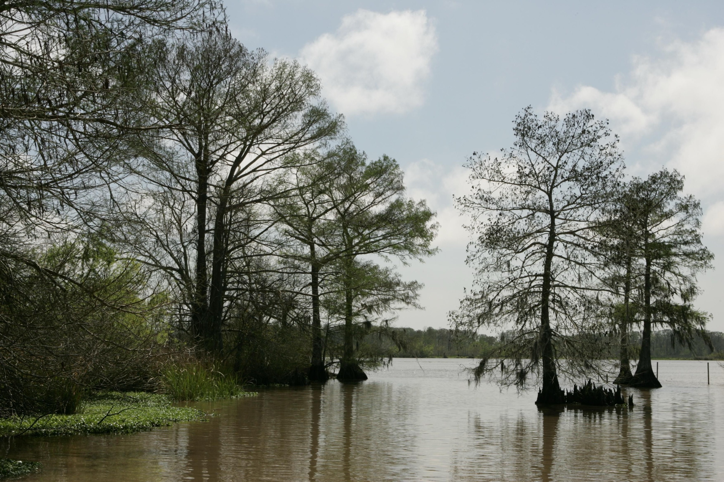 Ciprestes-calvos (Taxodium distichum) à beira de um lago ou área úmida, rodeados por plantas aquáticas, fotografados pelo Serviço de Pesca e Vida Selvagem dos EUA