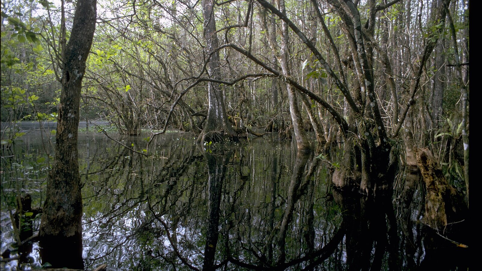 Cypress dome swamp with bald cypress trees rising from dark tannic water, Spanish moss draping the branches, dramatic clouds overhead