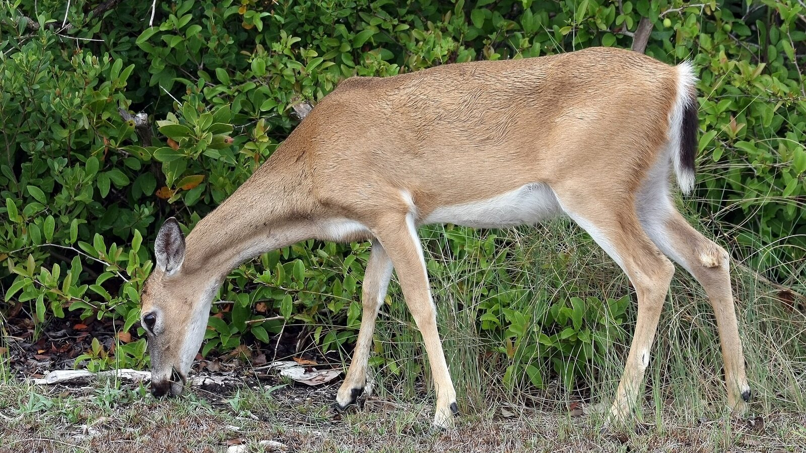 Small Key Deer doe and fawn standing on a quiet pine rockland trail at dusk