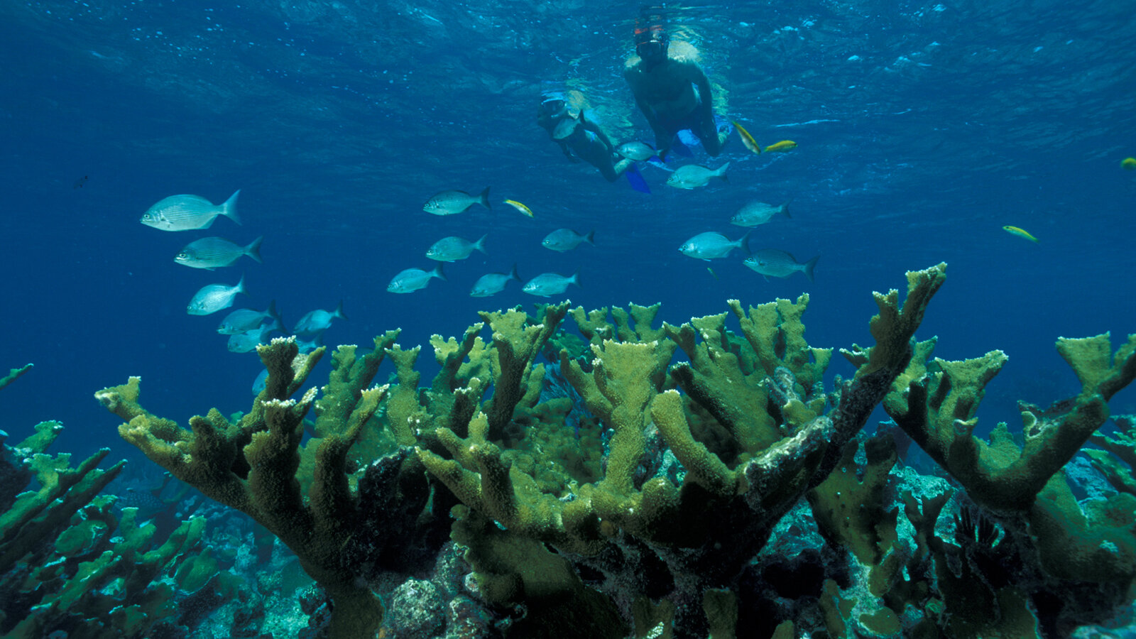 Underwater photo of brain coral with a French angelfish swimming past at 22 feet depth