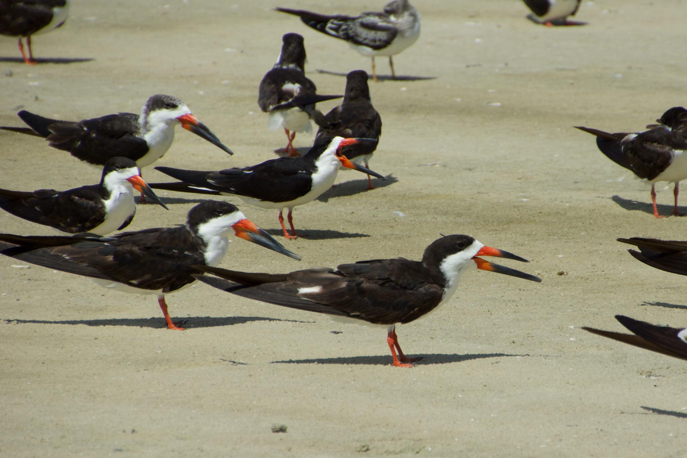 Talha-mar (Rynchops niger) parado em águas costeiras rasas em Fort Myers Beach, Flórida, exibindo sua distinta mandíbula inferior alongada, partes superiores negras e partes inferiores brancas