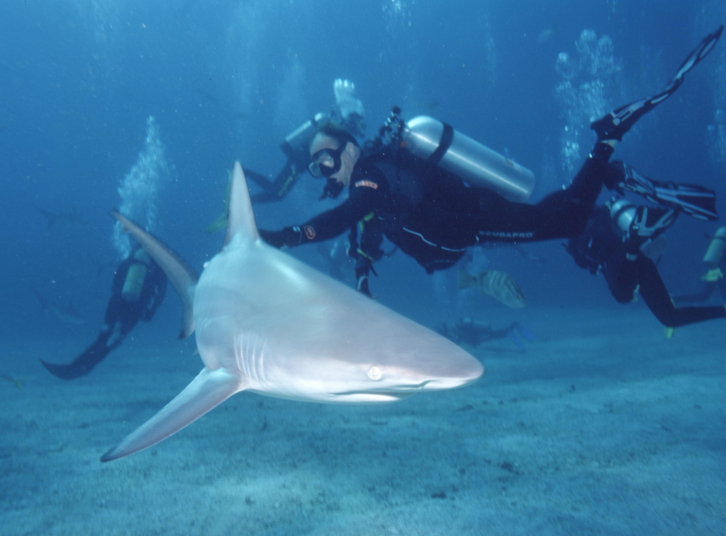 A blacktip shark cruising in clear blue Atlantic water