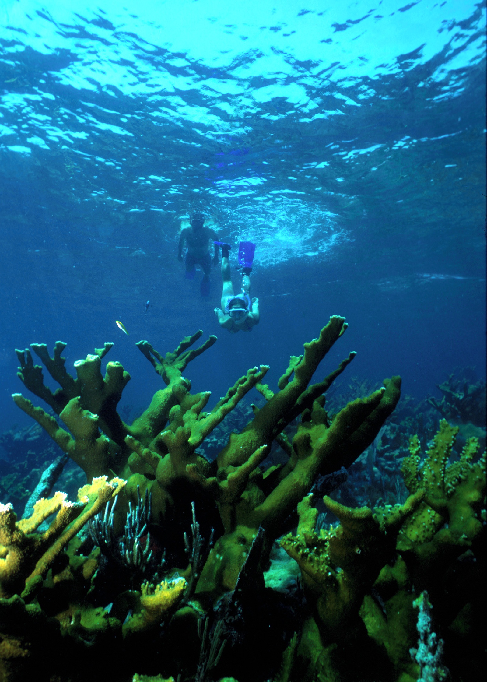 Snorkelers exploring elkhorn coral on a Florida reef