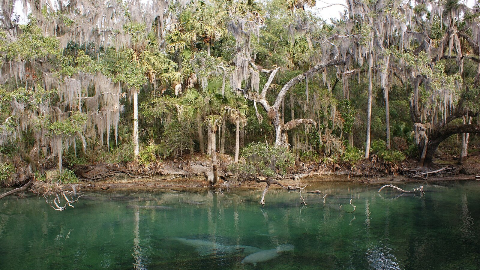 Manatee gathering in clear spring water below a wooden boardwalk