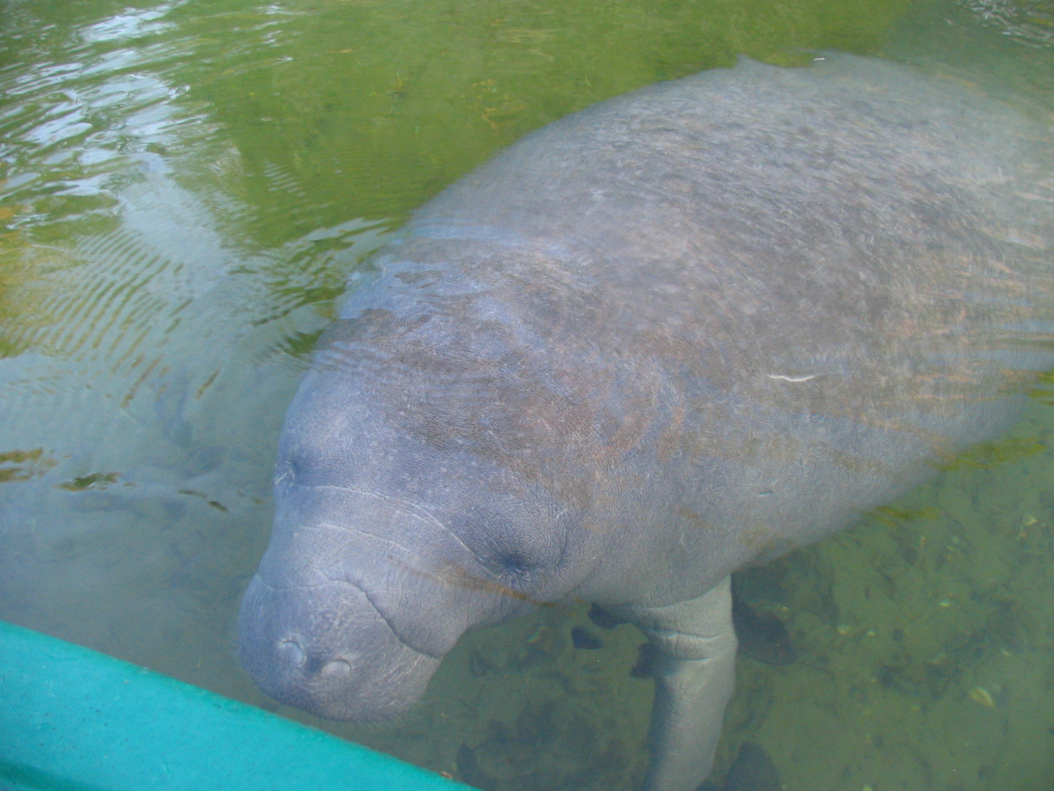A manatee approaches and inspects a kayak in the crystal-clear blue spring water at Blue Spring State Park, Florida