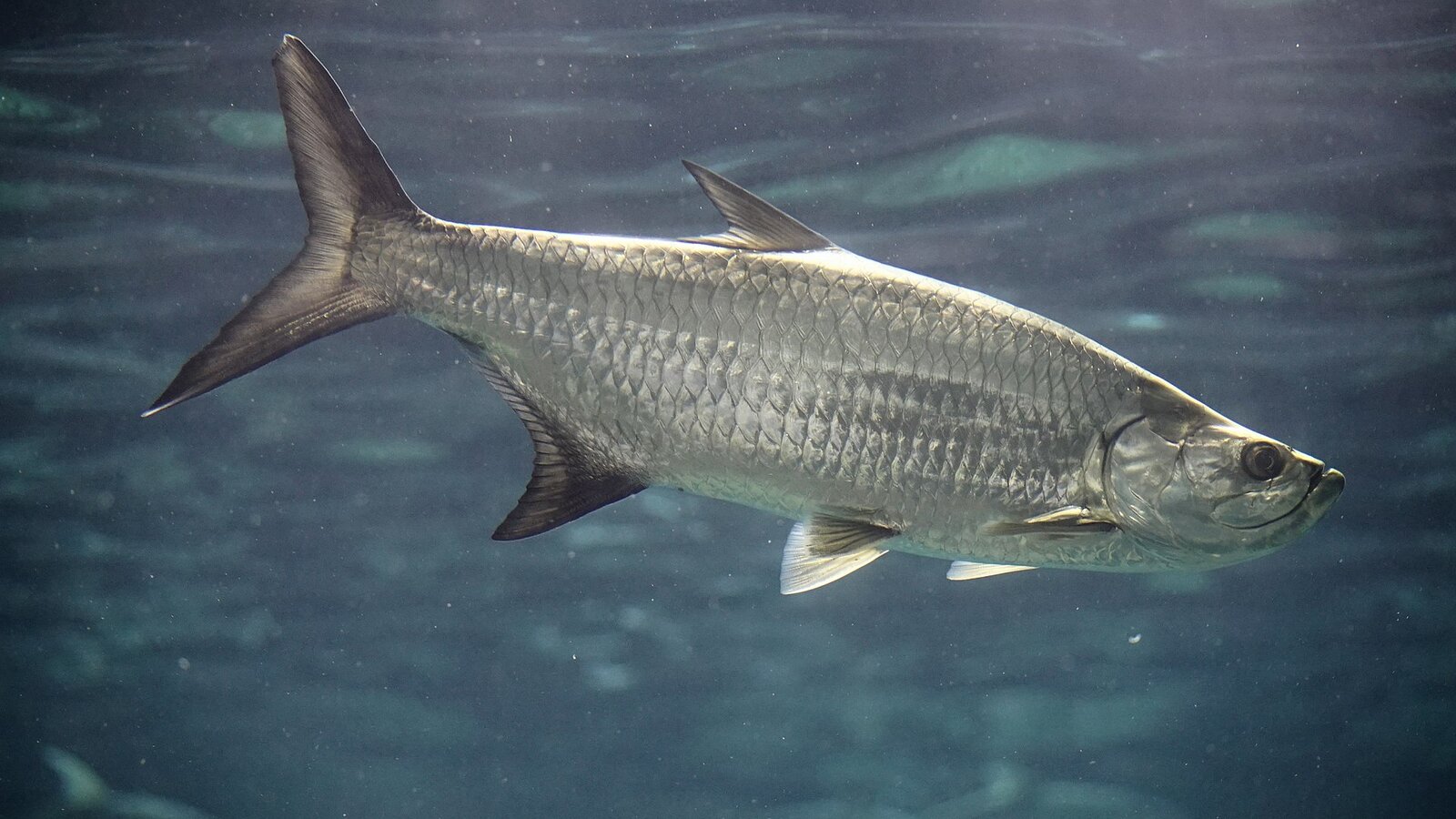 Angler on a small skiff fighting a leaping silver tarpon at sunset with rod bent double and water spray frozen mid-air