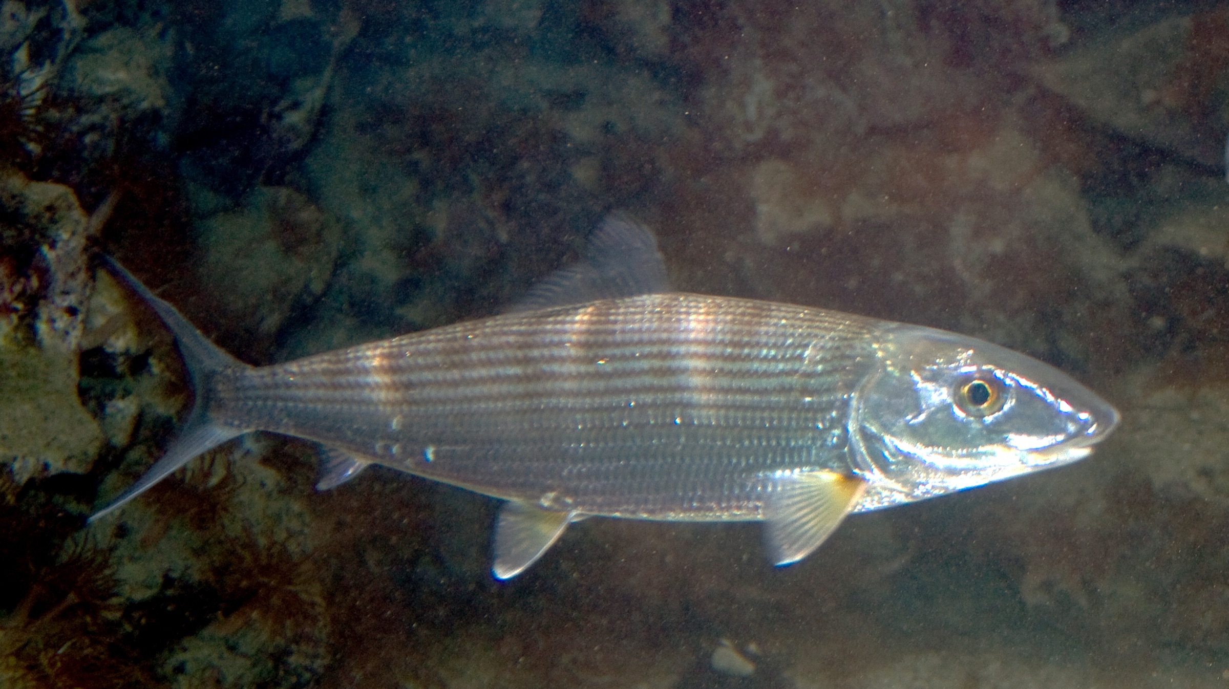 Bonefish (Albula vulpes) showing the species' characteristic silvery, mirror-like scales and streamlined body