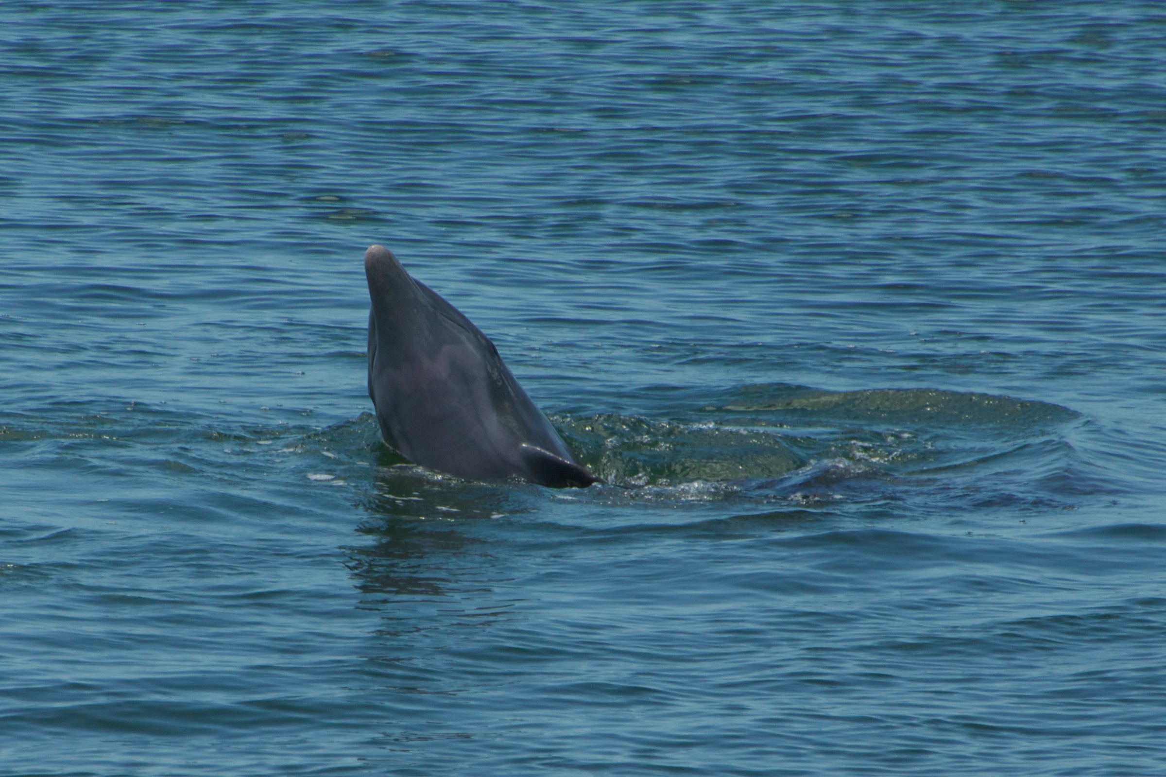 Delfín nariz de botella común (Tursiops truncatus) fotografiado cerca de Naples, Florida en la costa del Golfo