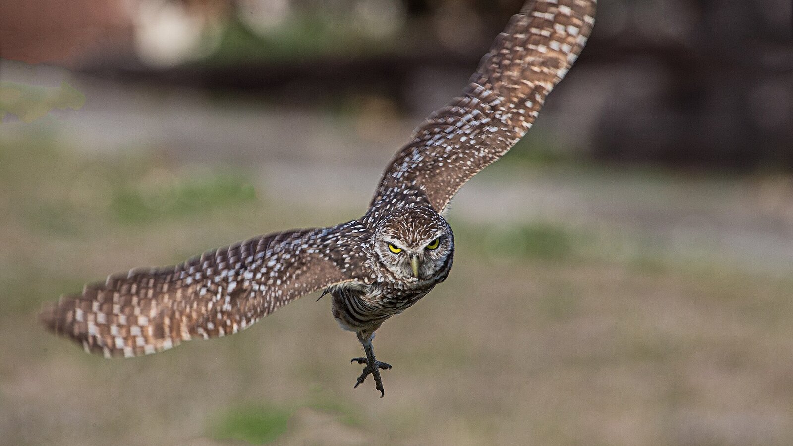 Florida burrowing owl perched at the entrance of a sandy ground burrow in late afternoon light