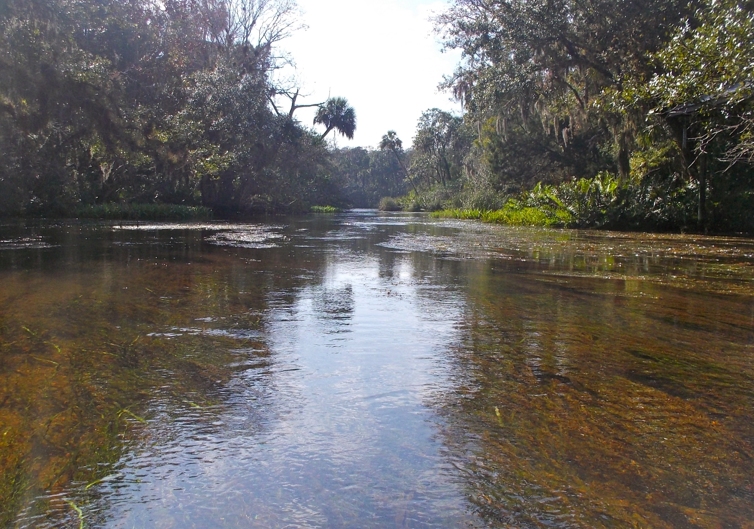Las aguas transparentes y de manantial del río Chassahowitzka vistas desde un kayak