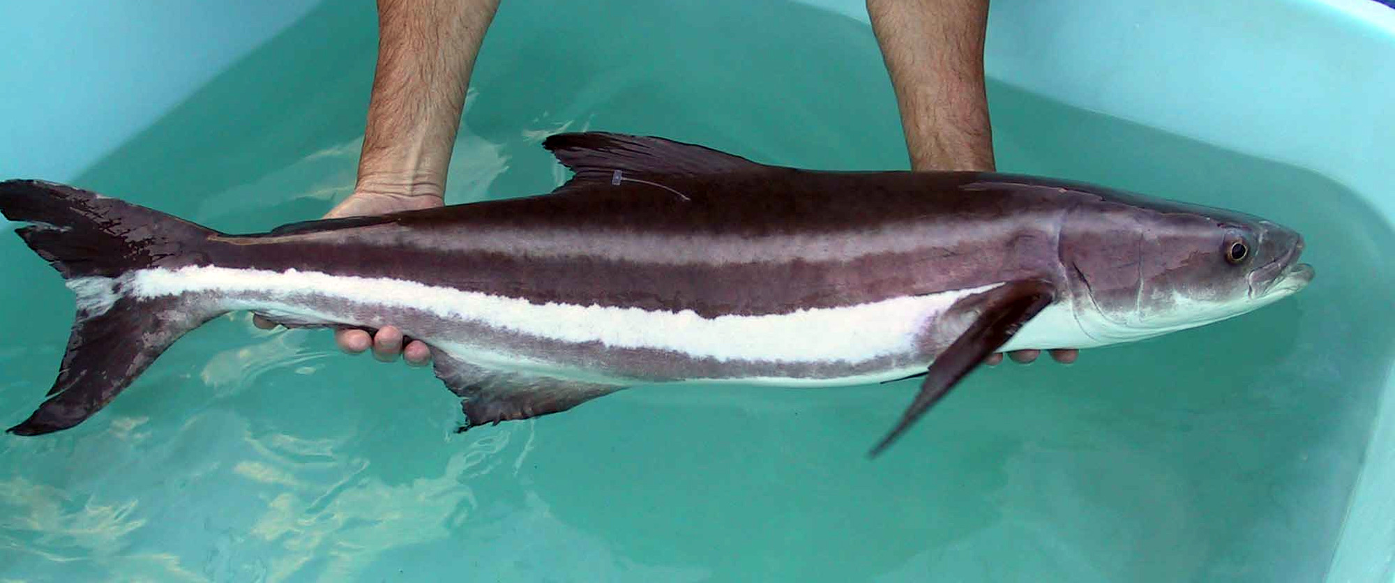Un ejemplar hembra de cobia (Rachycentron canadum) de reproducción, de aproximadamente 8 kg, fotografiado antes de su traslado a los tanques de retención