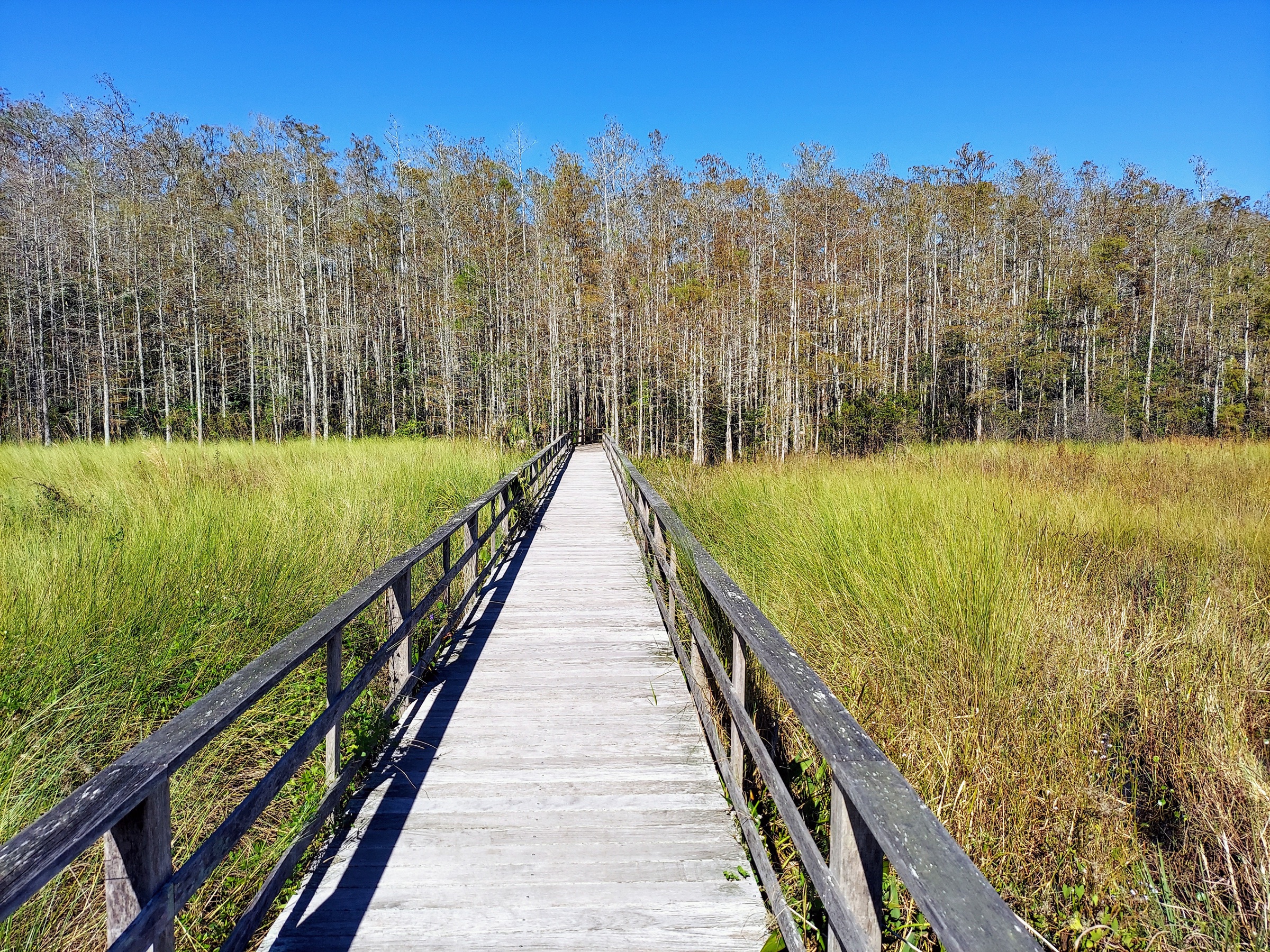 Wooden boardwalk trail through ancient bald cypress trees in Corkscrew Swamp Sanctuary, southwest Florida
