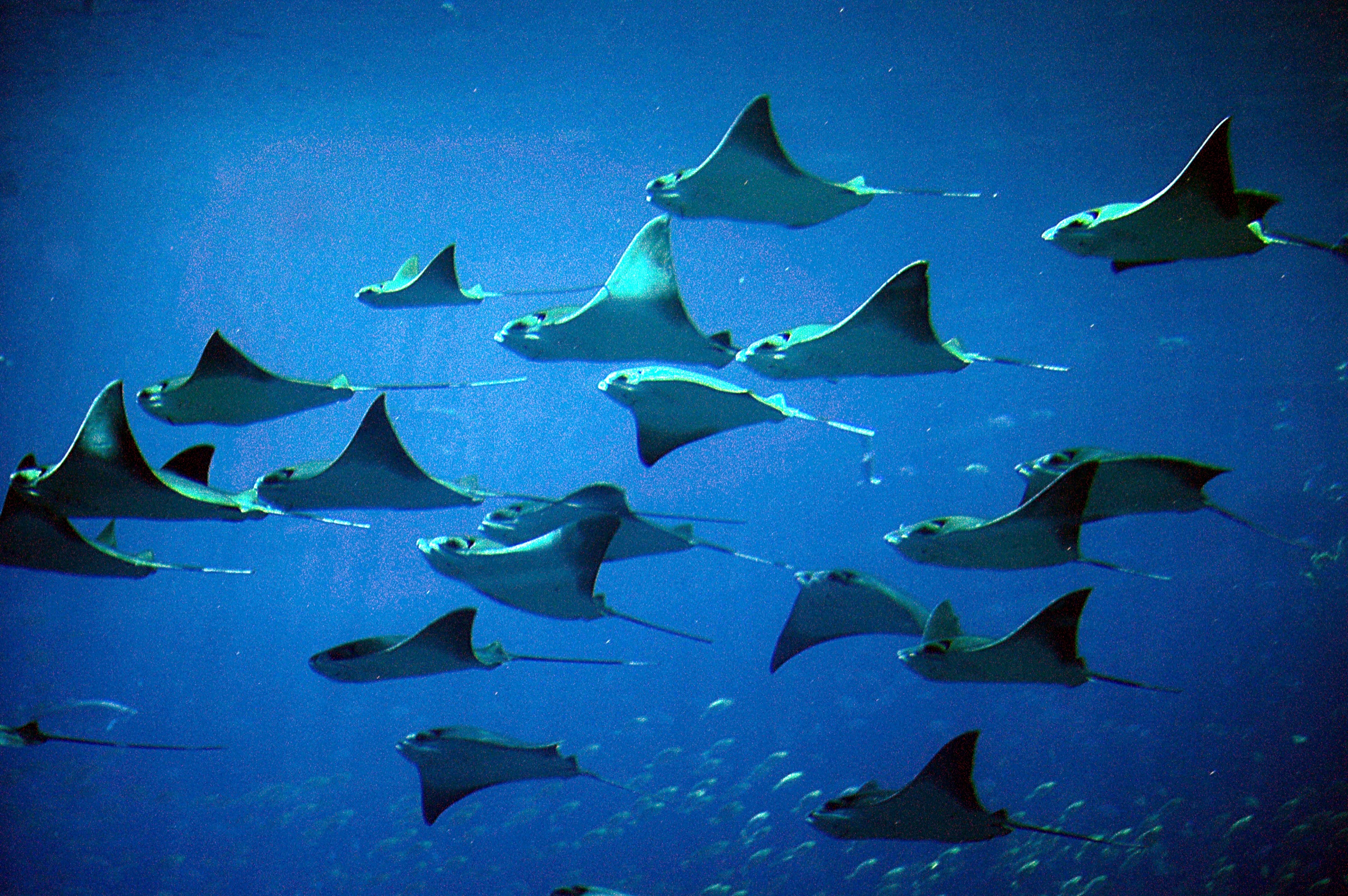 A large school of cownose rays swimming together
