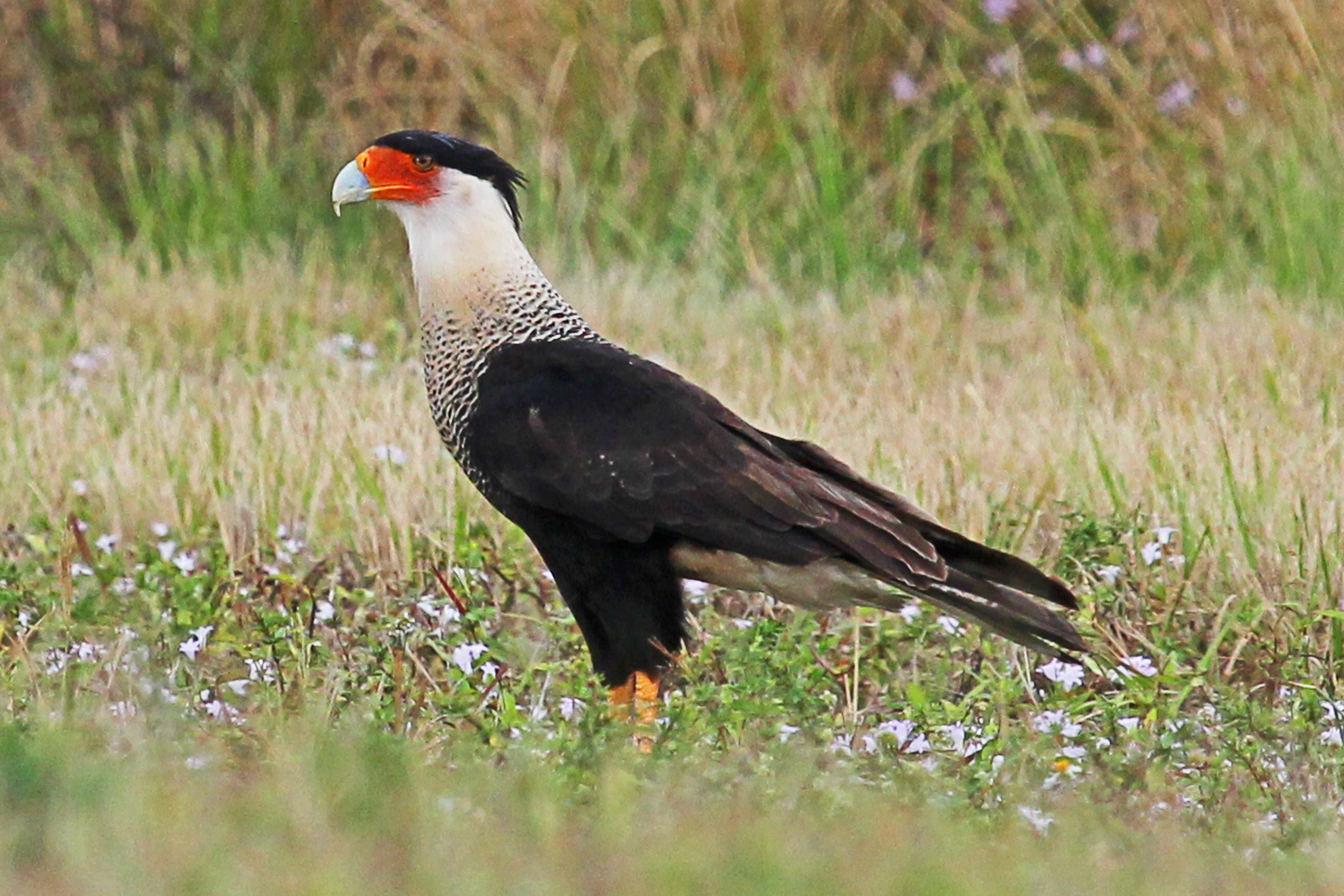 Crested caracara perched on a wooden fence post in open Florida ranch country, black cap and crest visible, orange-red bare face, hooked bill