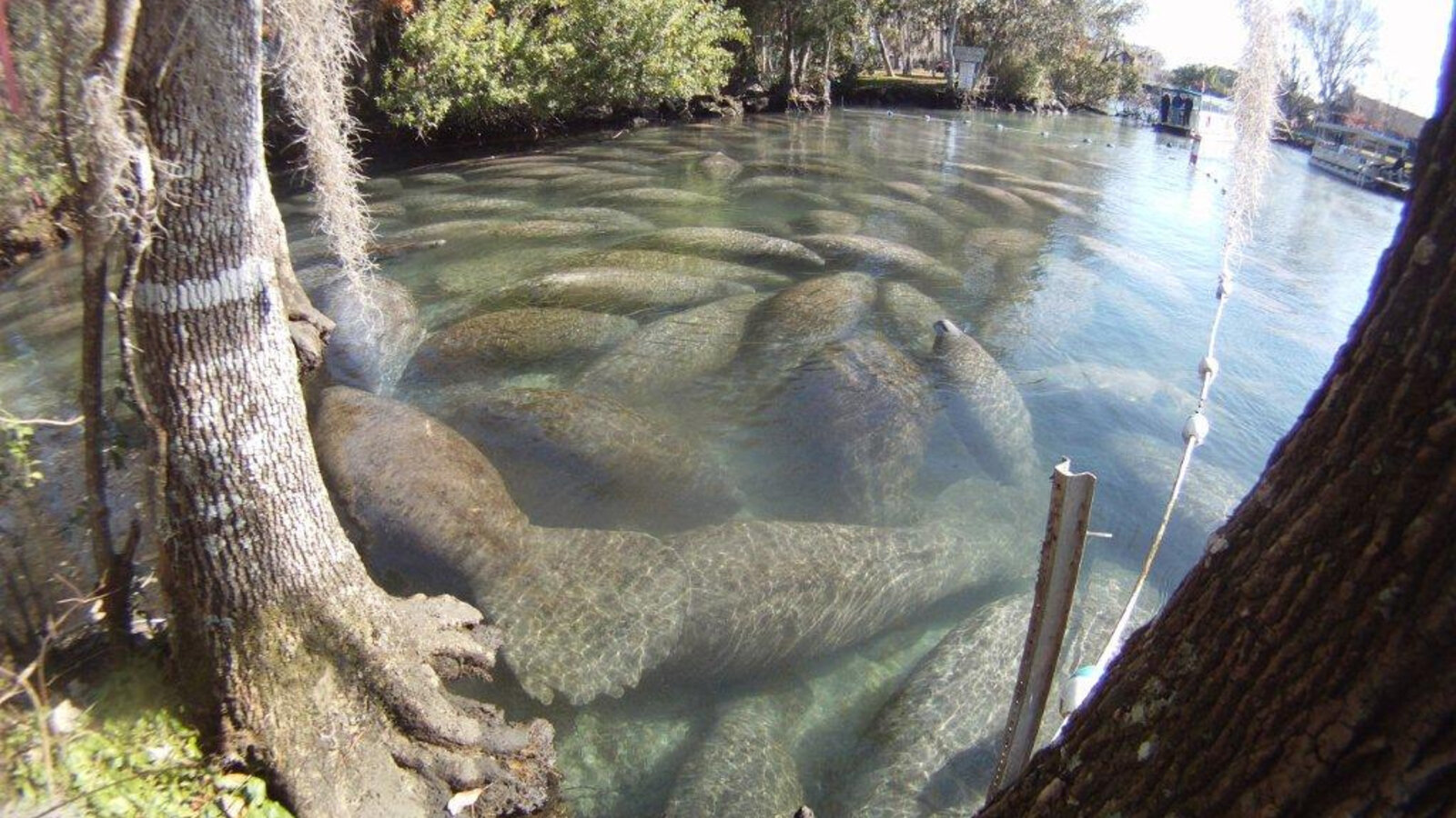 West Indian manatee surfacing in clear spring water with vegetation visible below