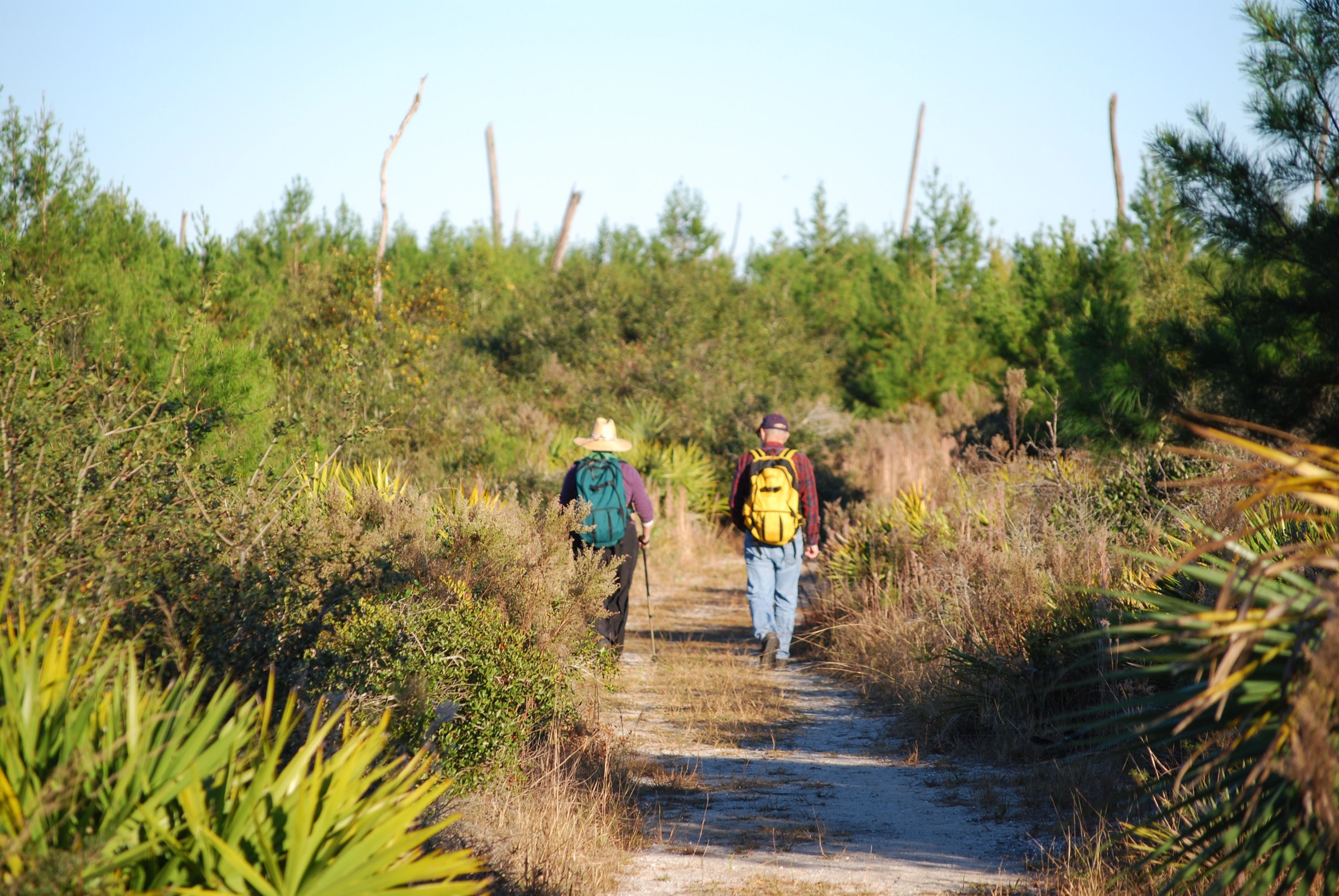 Un mochilero caminando por un sendero arenoso en el Bosque Nacional de Ocala