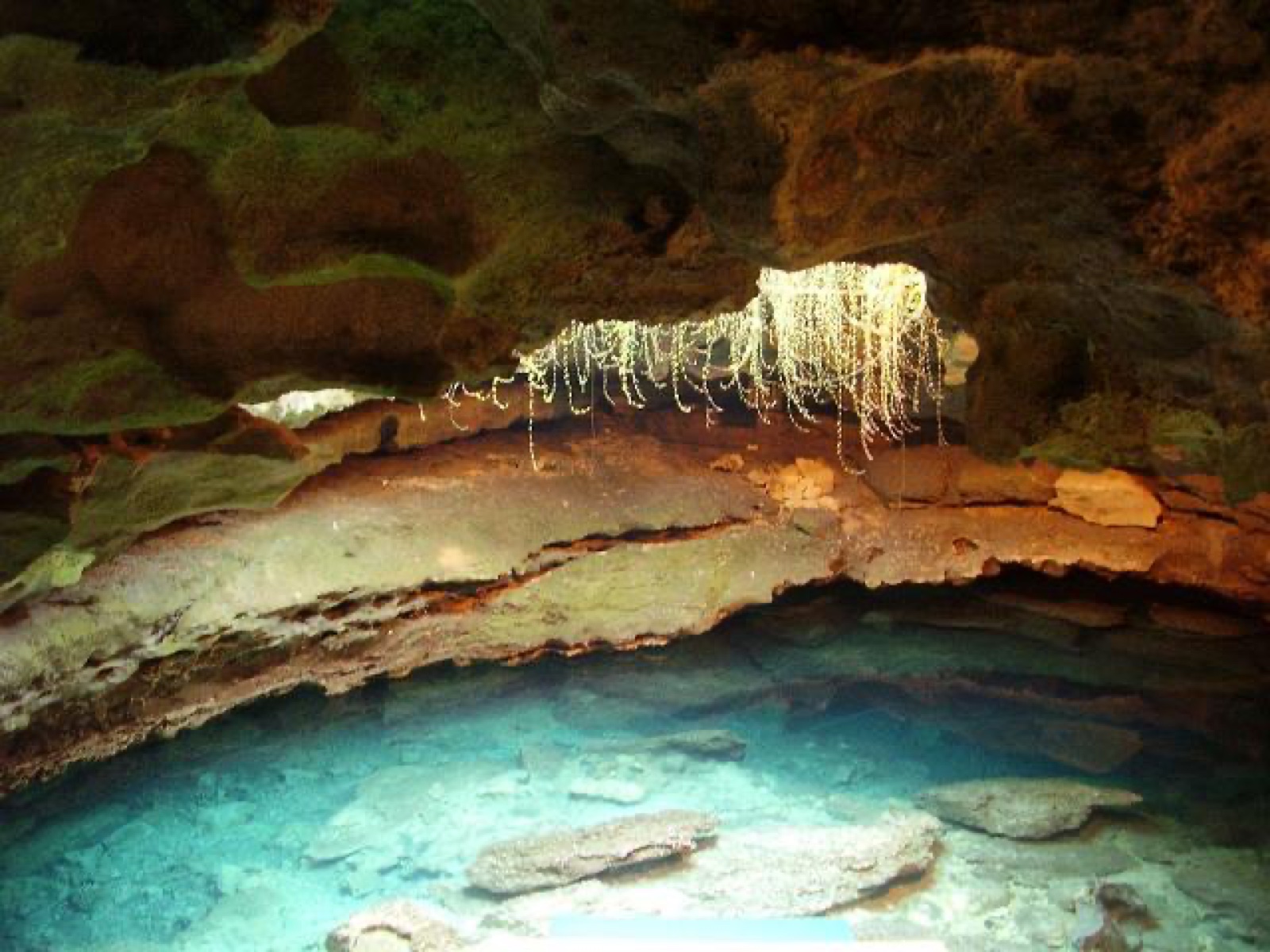 Sunlight streaming through a sinkhole opening into the underground spring at Devil's Den, Florida