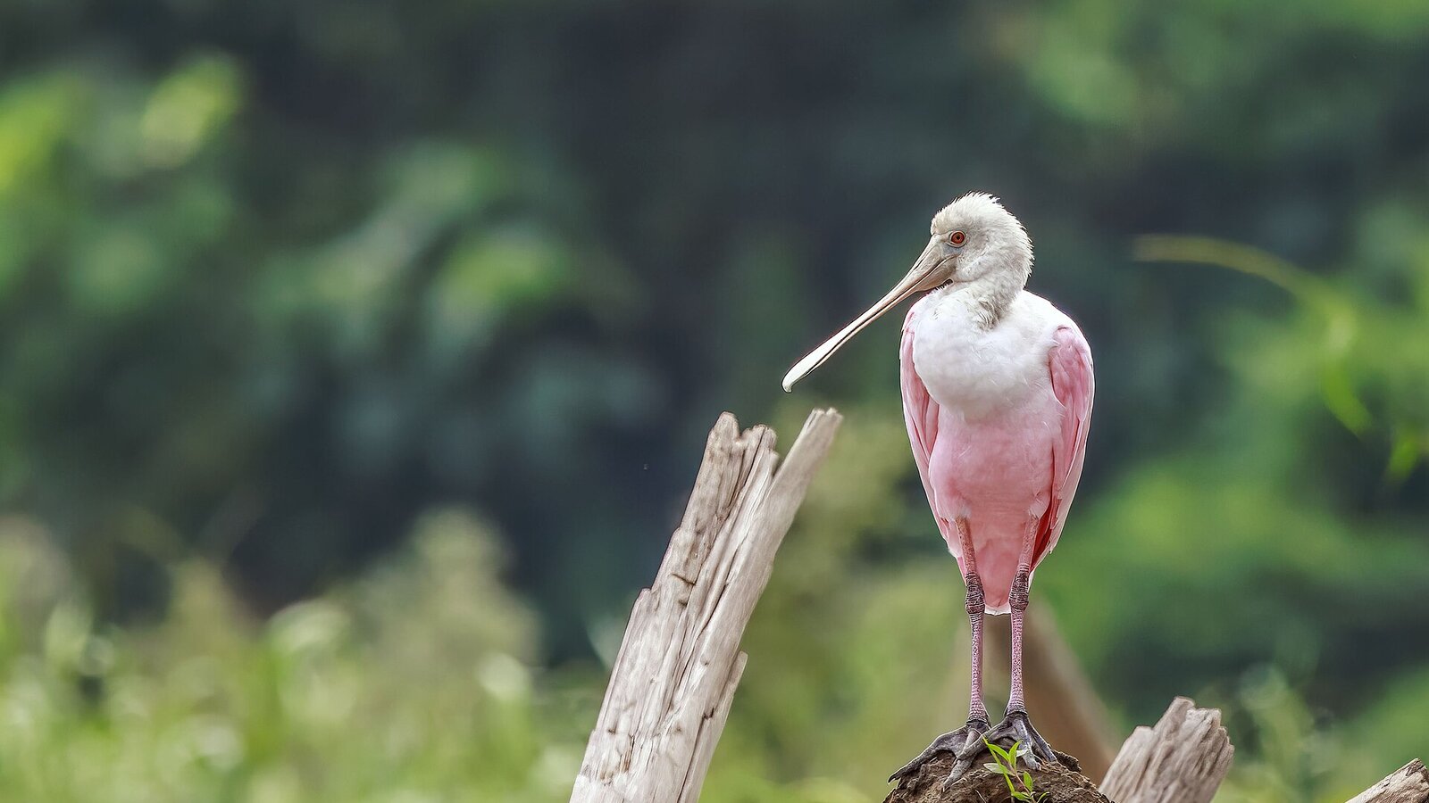 Roseate spoonbill wading in shallow estuarine water with mangroves behind