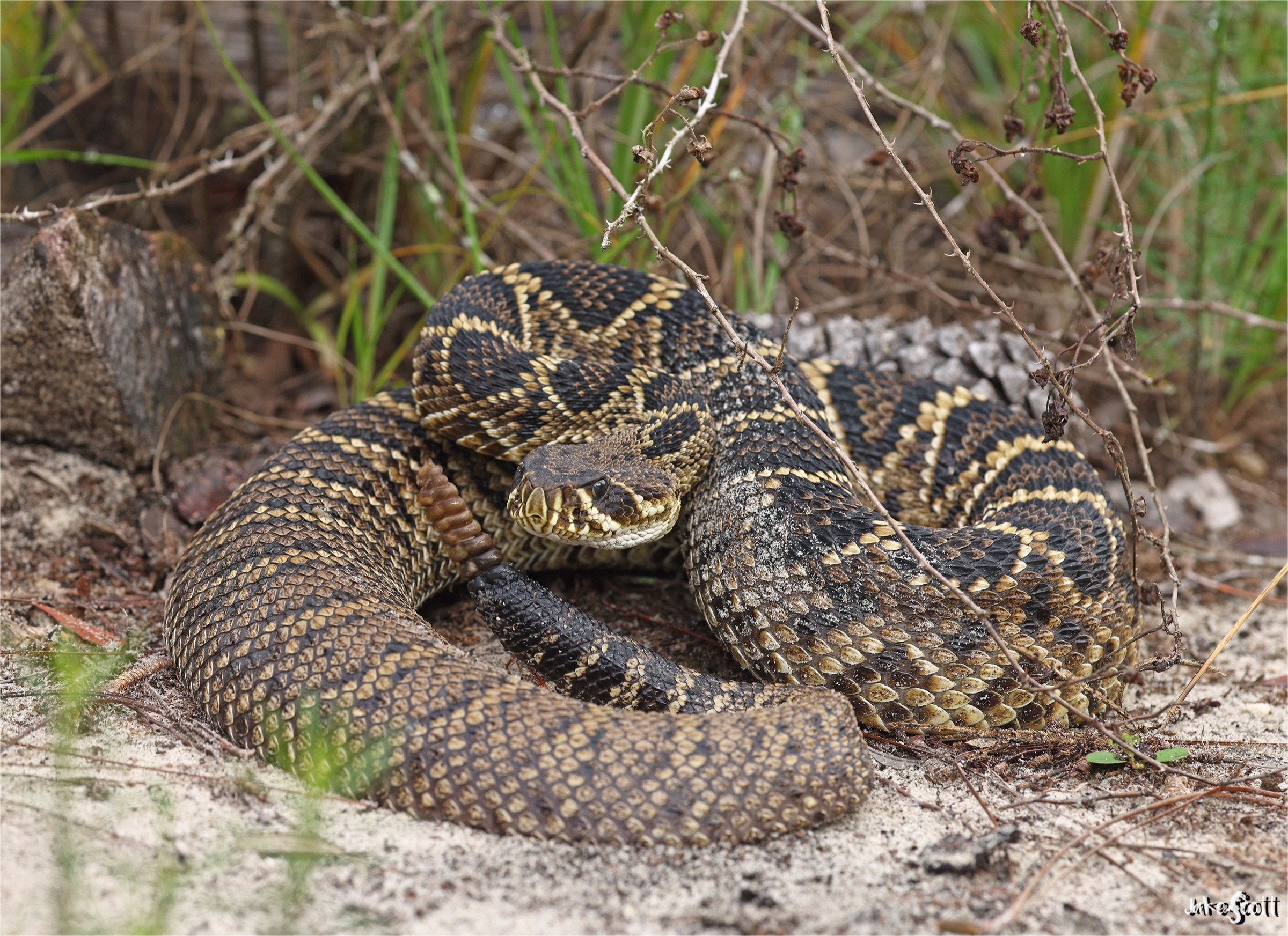 Cascabel diamante oriental (Crotalus adamanteus) adulta enroscada, mostrando el característico patrón de escamas en diamante, fotografiada en el centro-norte de Florida