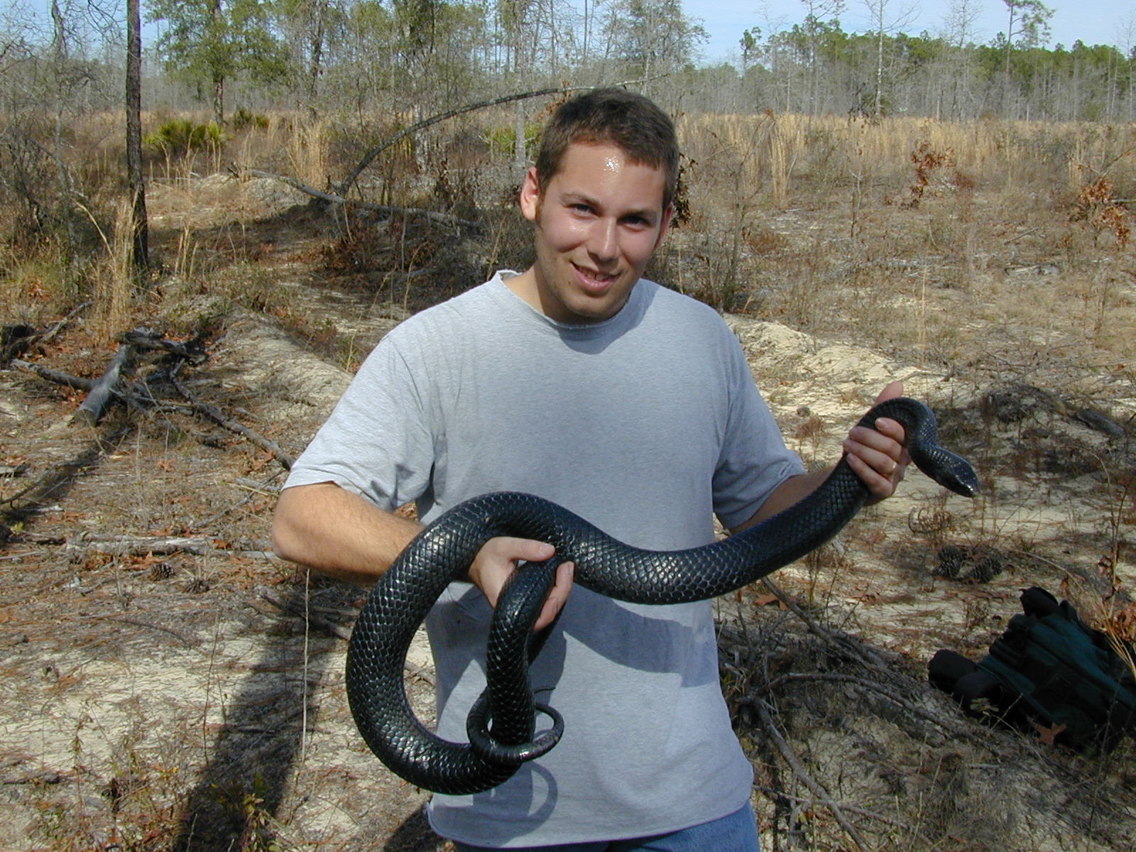 A glossy blue-black eastern indigo snake held during a wildlife survey