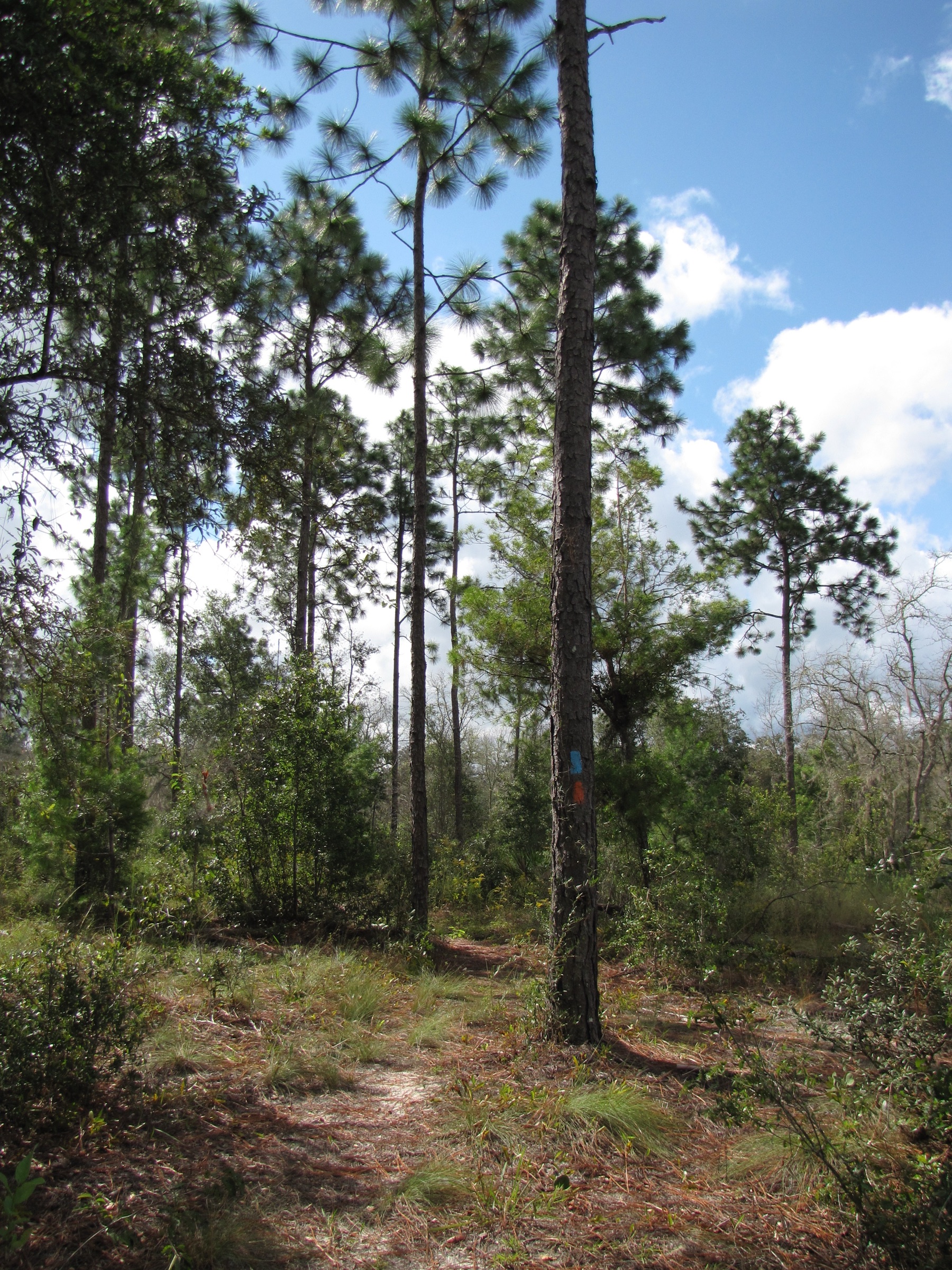 Longleaf pine along the Florida National Scenic Trail