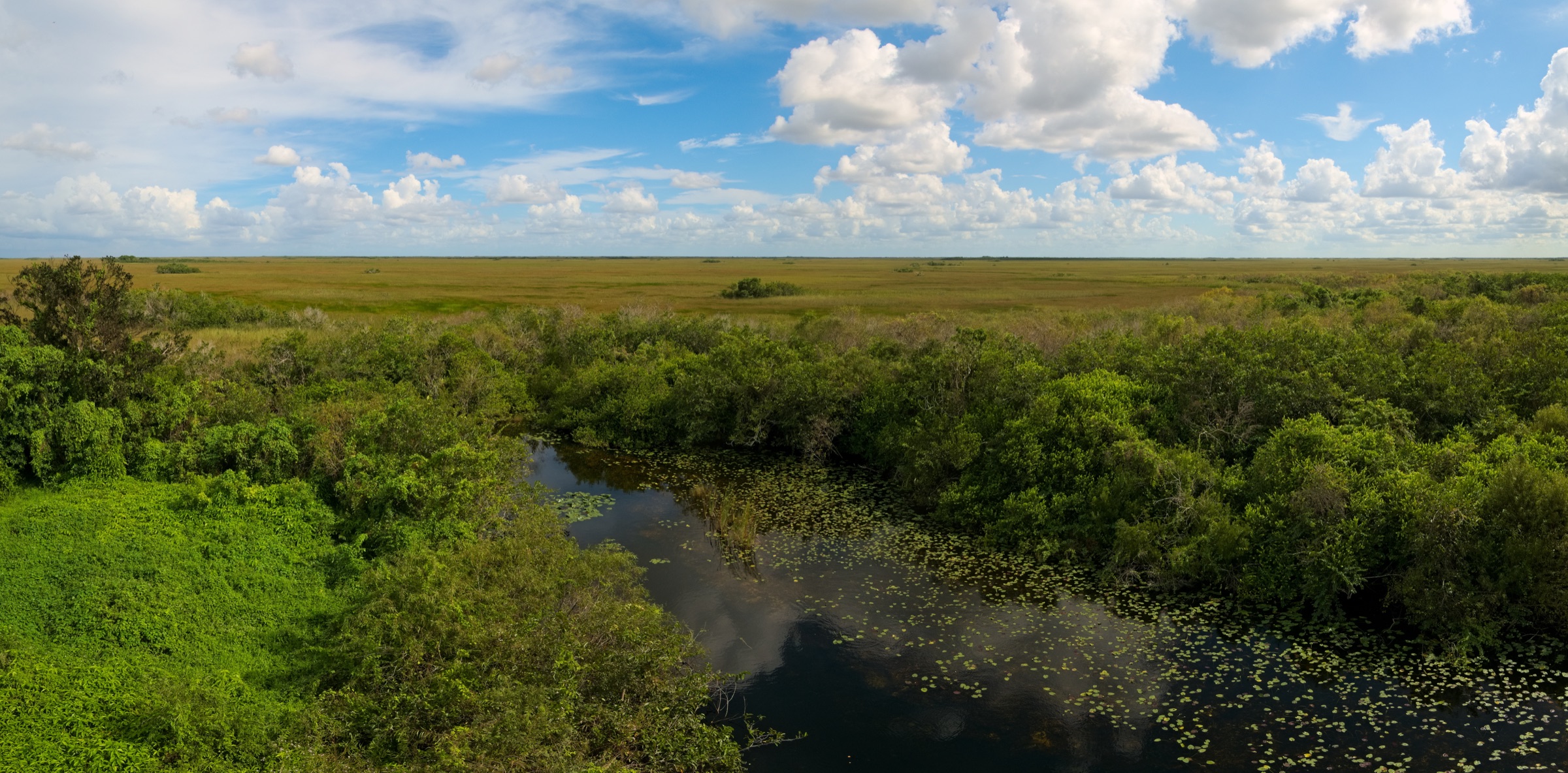 Panoramic Everglades sawgrass vista from the Shark Valley observation tower