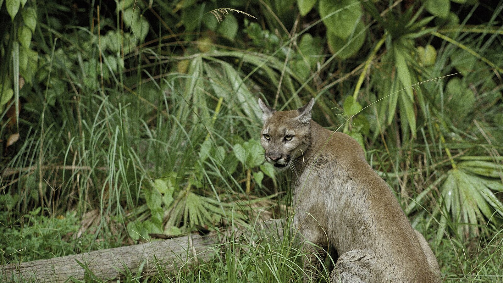 Florida panther pausing on a dirt road in dense cypress swamp at dawn