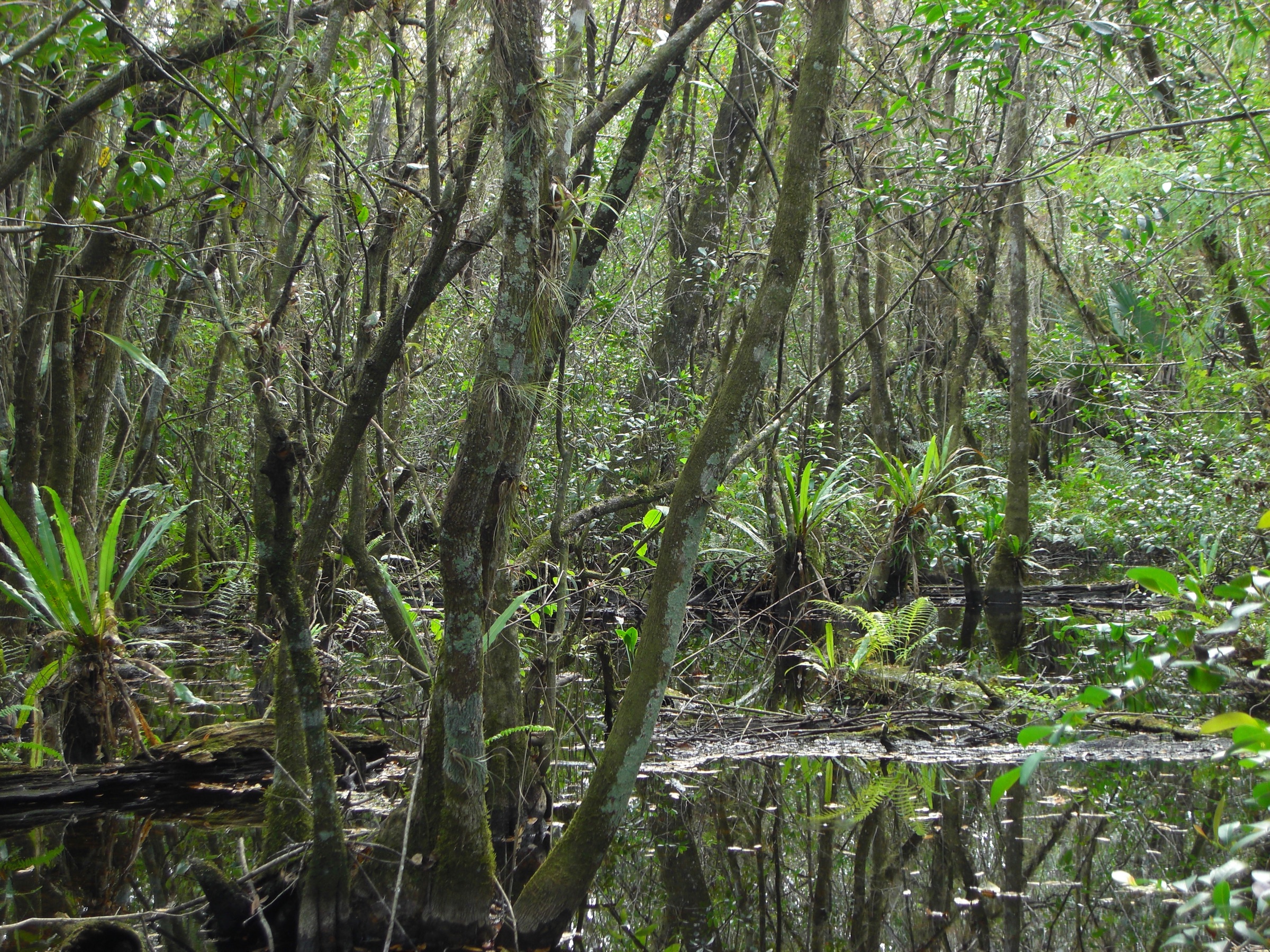 Dense hardwood swamp interior of Fakahatchee Strand Preserve State Park, Florida, with dark water, cypress trees, and subtropical vegetation