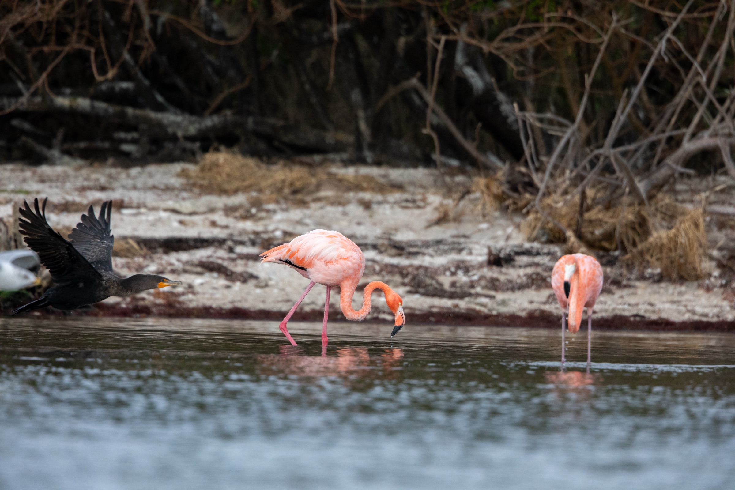 Wild American flamingos wading in shallow water at Haulover Canal, Merritt Island, Florida