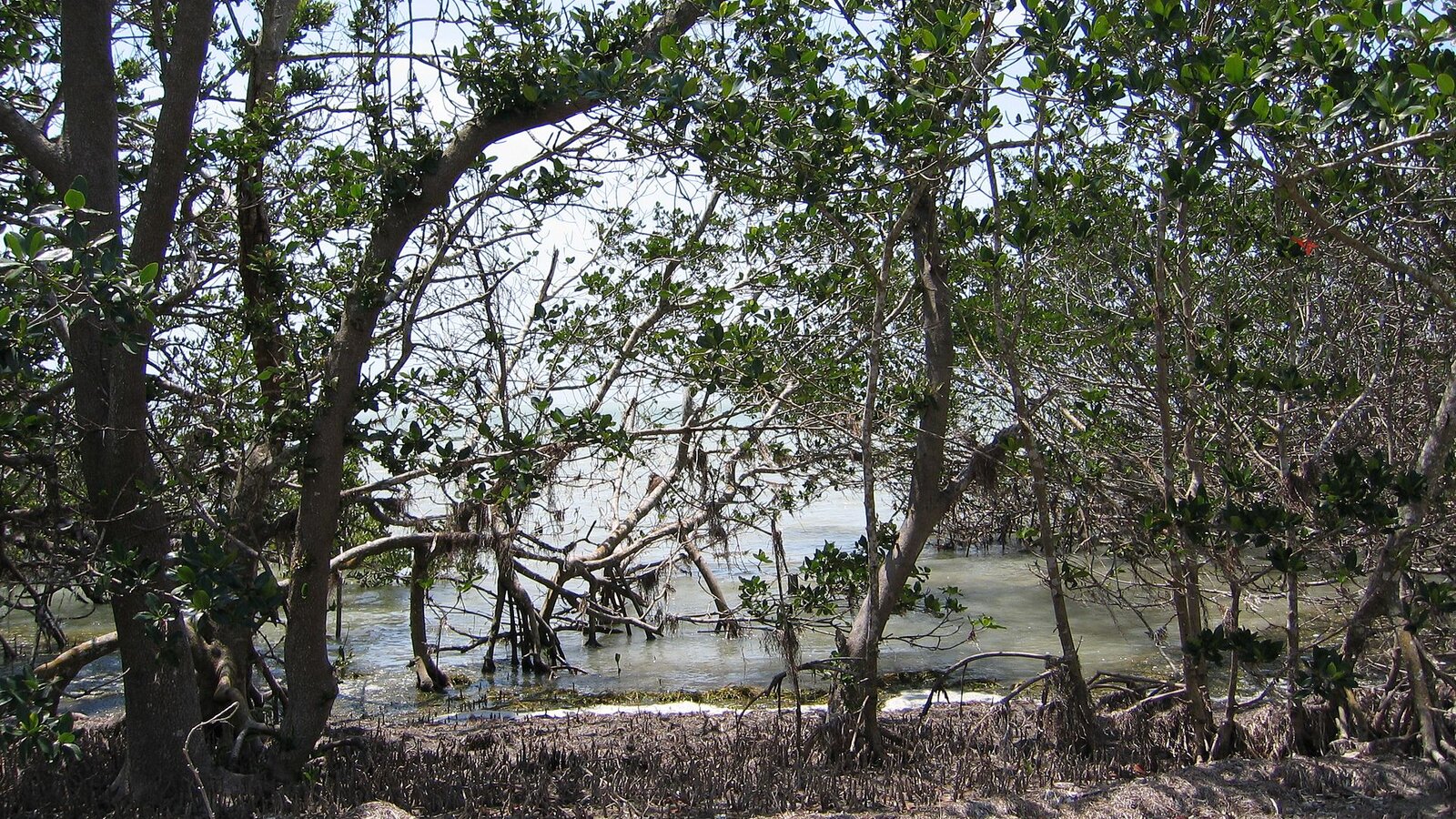 Two kayaks paddling through narrow mangrove tunnel with dense red mangrove roots arching overhead and reflections on dark water