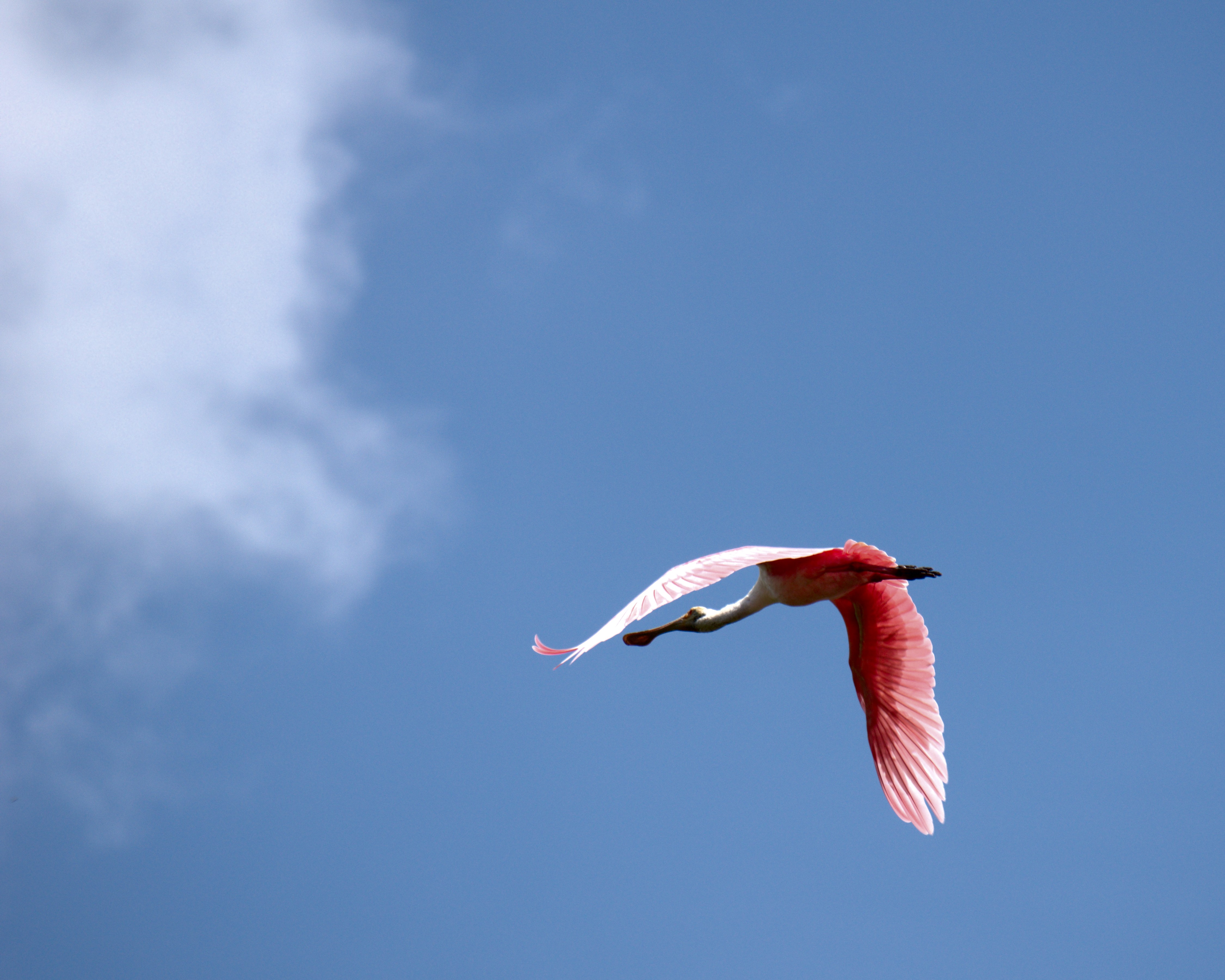 Roseate spoonbill in flight over Florida wetland, pink wings spread