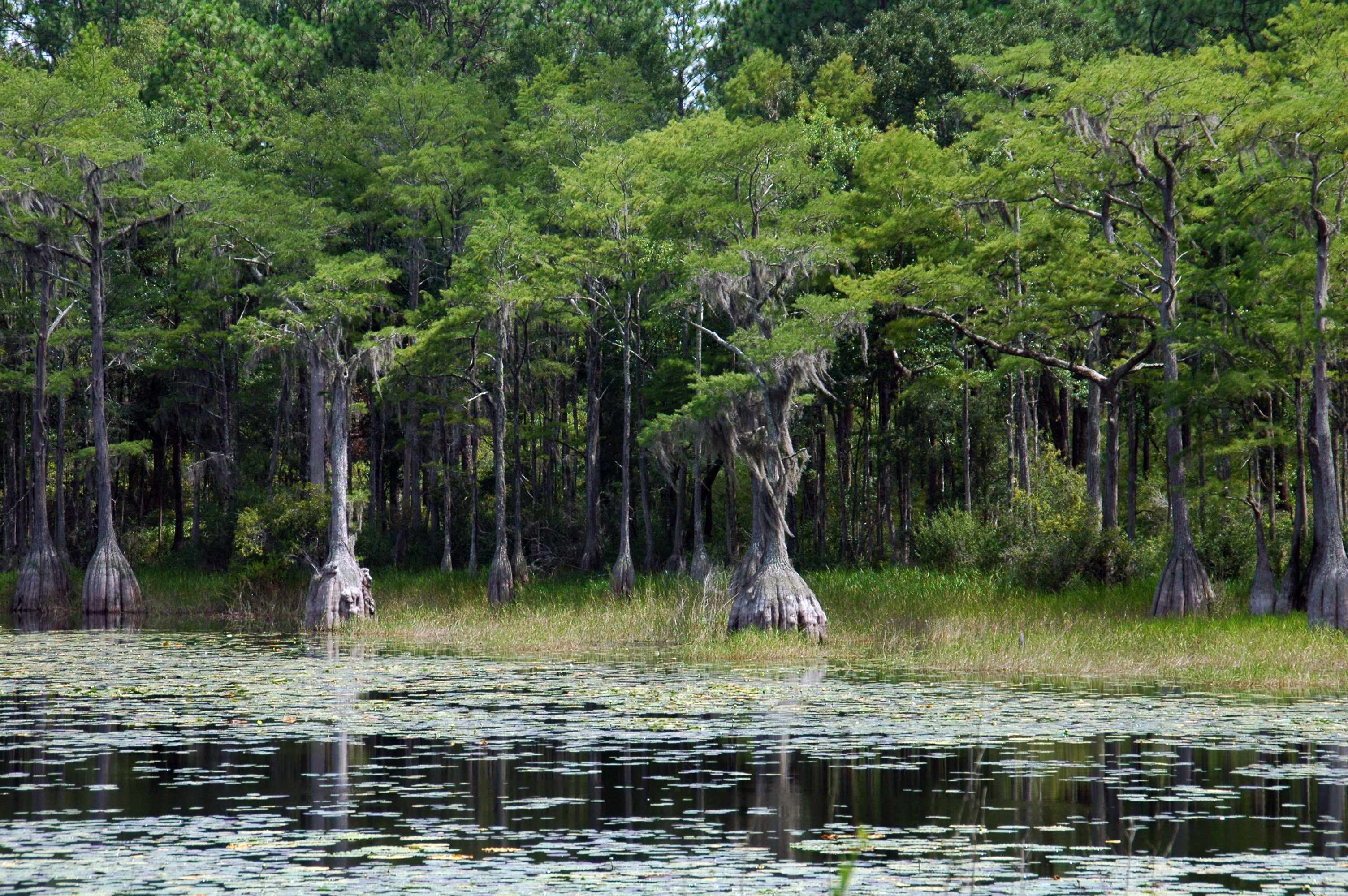 Trout Pond Recreation Area pine forest and lake in Apalachicola National Forest, Florida